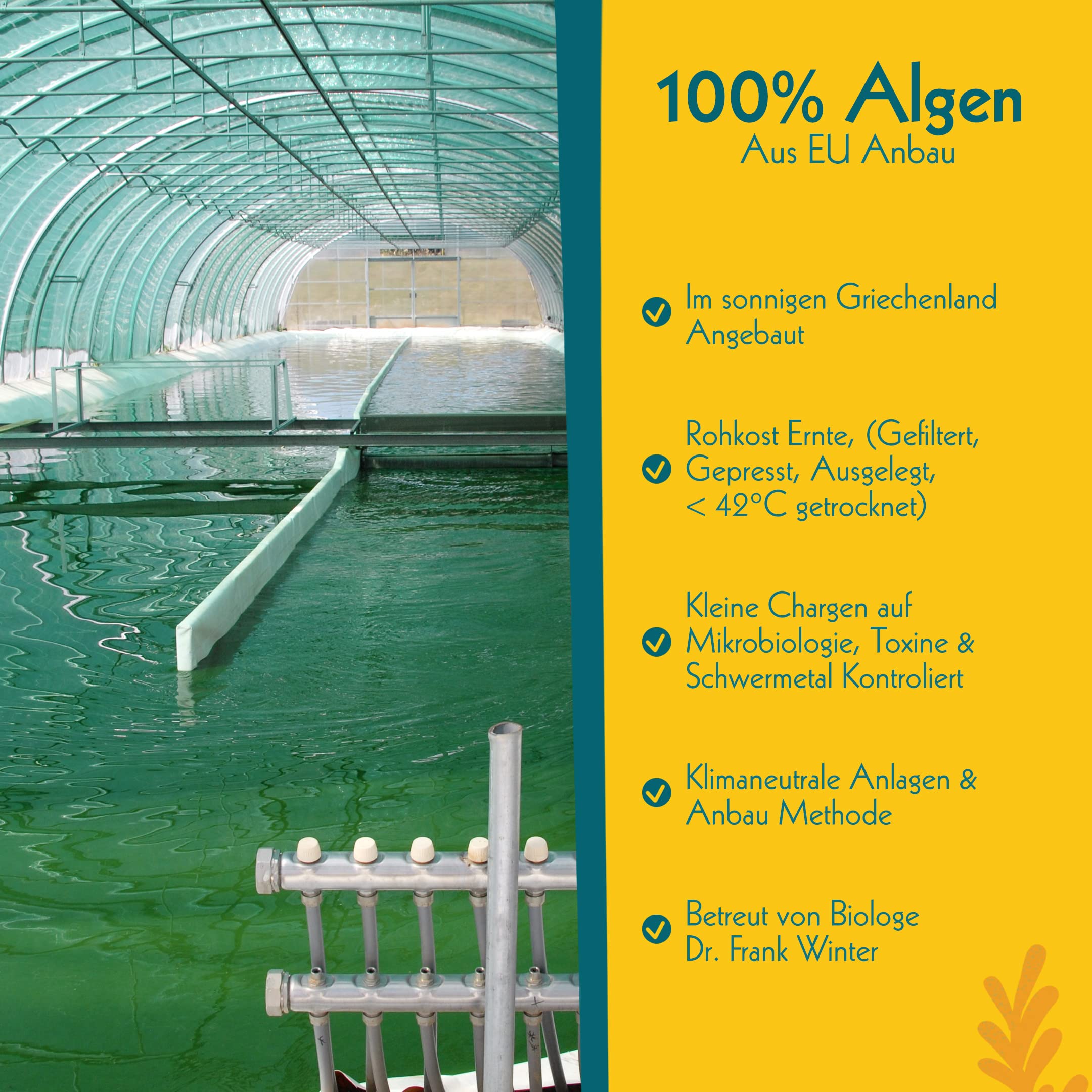 Bio Spirulina Presslinge in vioIetteglas | Ökologische Vitalstoffe Rohkost, glutenfrei, vegane Ernährung voller Nährstoffe, Reines Naturprodukt aus deutschem Anbau, ohne Zusätze (300g)