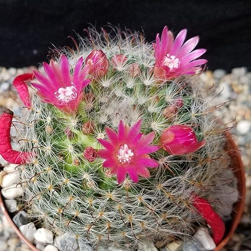 Miniatura 3 de Mammillaria bocasana v. rosalviflora cactus suculenta planta real viva