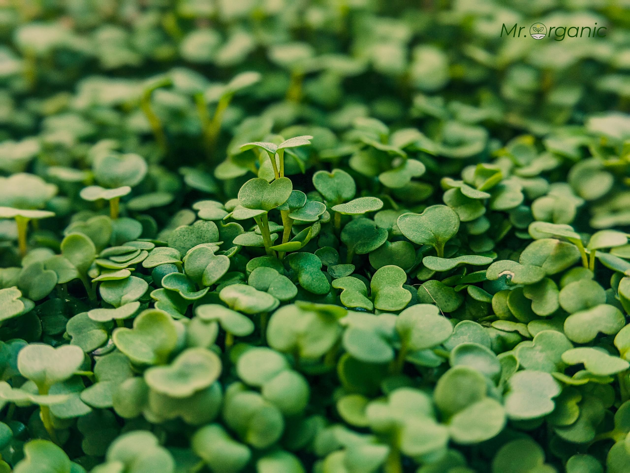 Rocket Arugula Seeds - Grow Your Own! -7 Rocket Arugula Seeds - Grow Your Own! -7