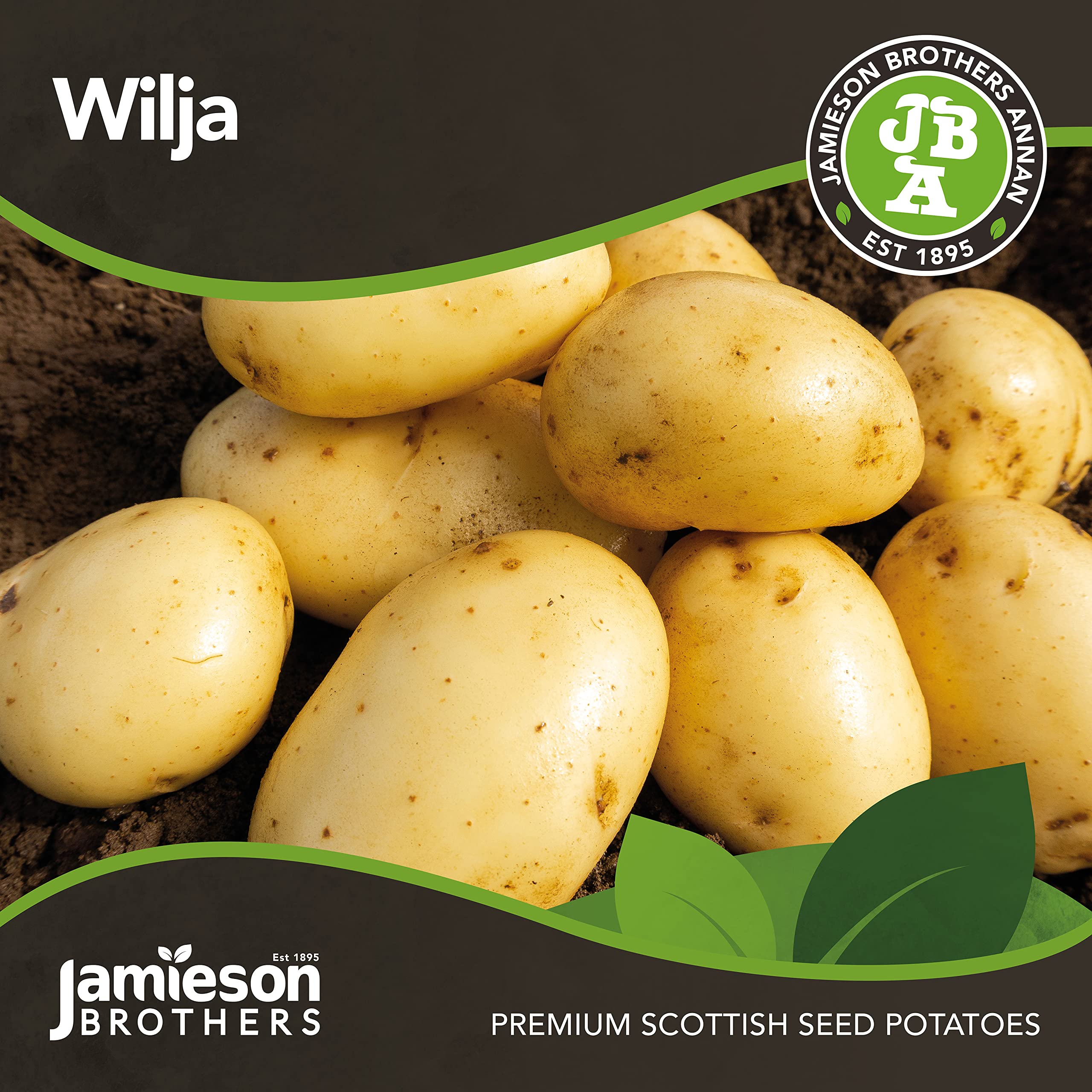 2kg Wilja Seed Potatoes (Approx. 20-25 Tubers), Second Early Grow Your Own, for Boiling Roasting, Chips & Mashing - Image 3