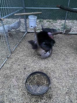 6+ Mix Turkey Hatching Eggs for Sale by Fox Peak Outdoor Supply LLC.