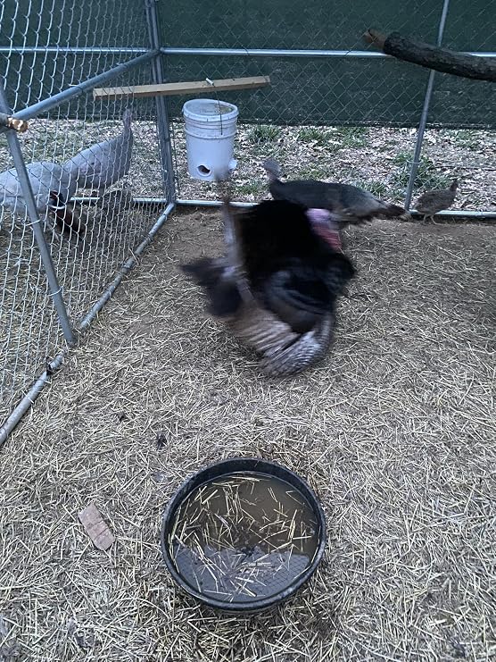 6+ Mix Turkey Hatching Eggs for Sale by Fox Peak Outdoor Supply LLC.