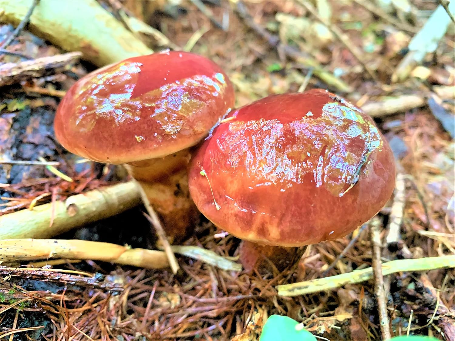 落葉きのこ 北海道産 500g 冷凍 ハナイグチ 秋の味覚 ノーブランド品 きのこ 通販 Amazon