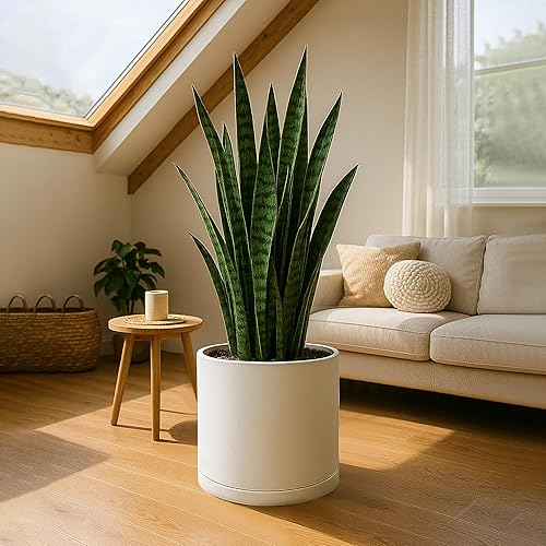 Miniatura 69 de D'vine Dev Macetas de plástico de 10 pulgadas para macetas de plantas con agujero de drenaje y platillos sin costuras, color negro, 74-X-B-2 Mate