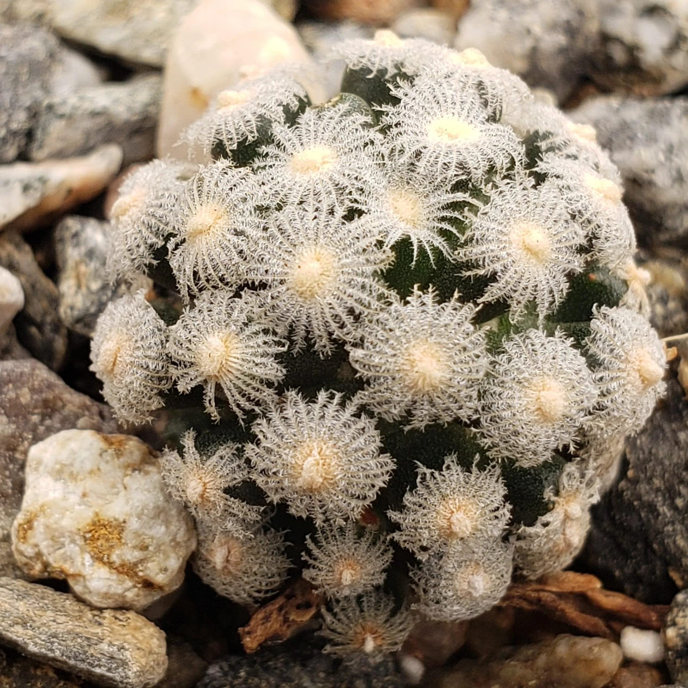 Amazon.com: Mammillaria theresae Cacti Cactus Succulent Real Live Plant :