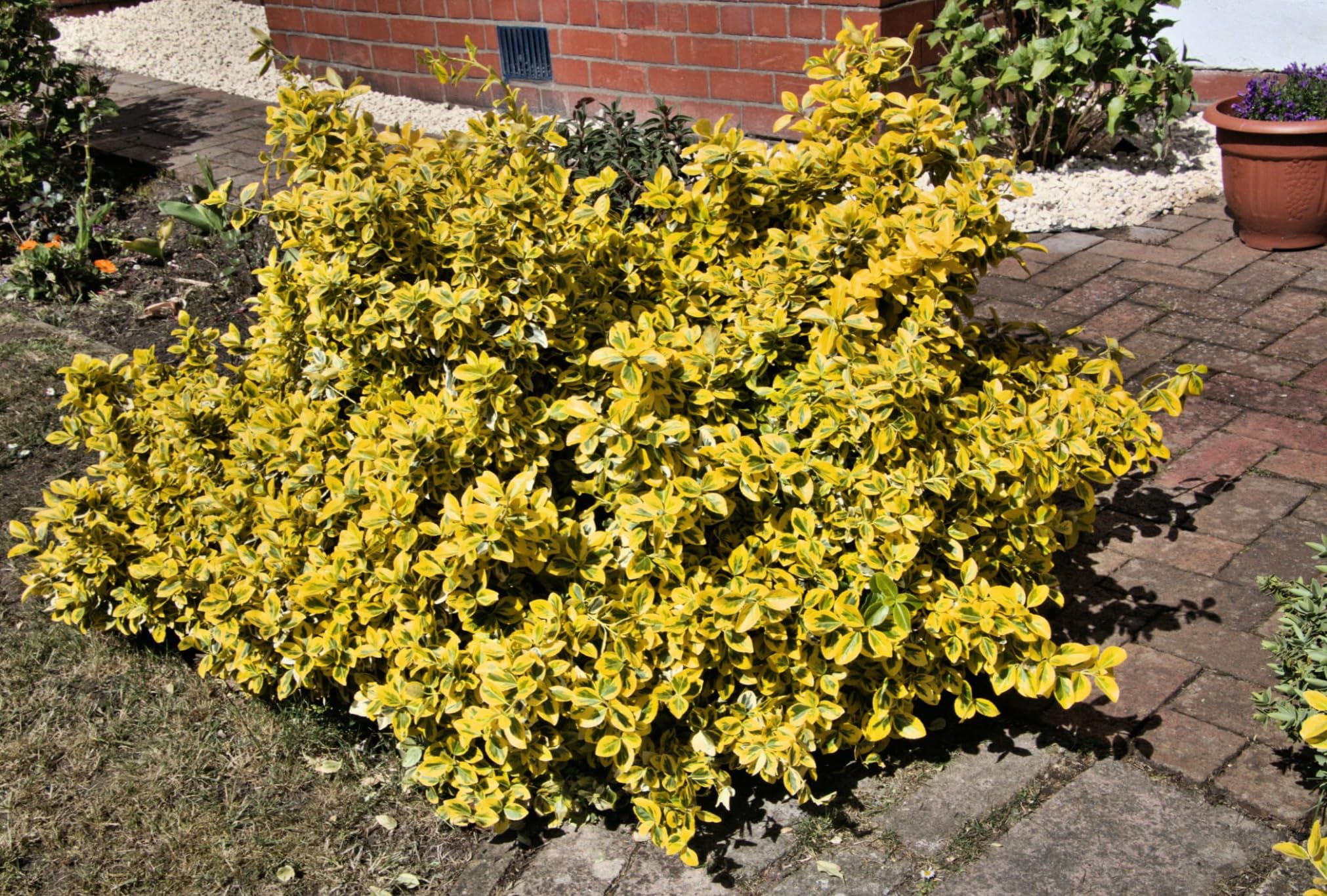 3 Piante Di Bidens Giallo In Vaso 14, Piante Vere Da Esterno, Per Balconi E Giardini, Con Omaggio