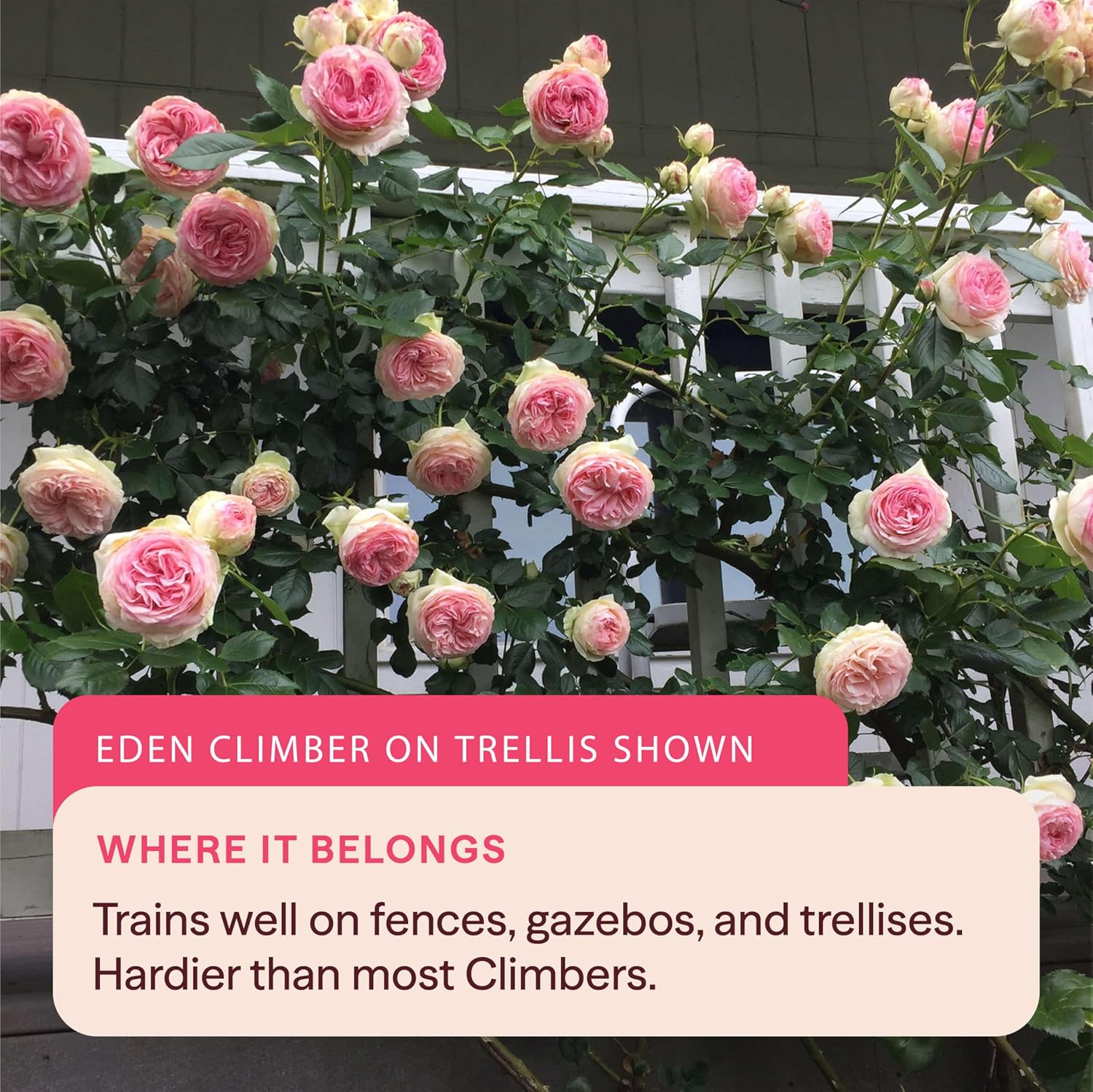 Heirloom Climbing Roses, Live Own Root Plant for Outdoor Garden, Mermaid, Lightly Fragrant, Hardiness Zones 7-10, Repeat Blooming