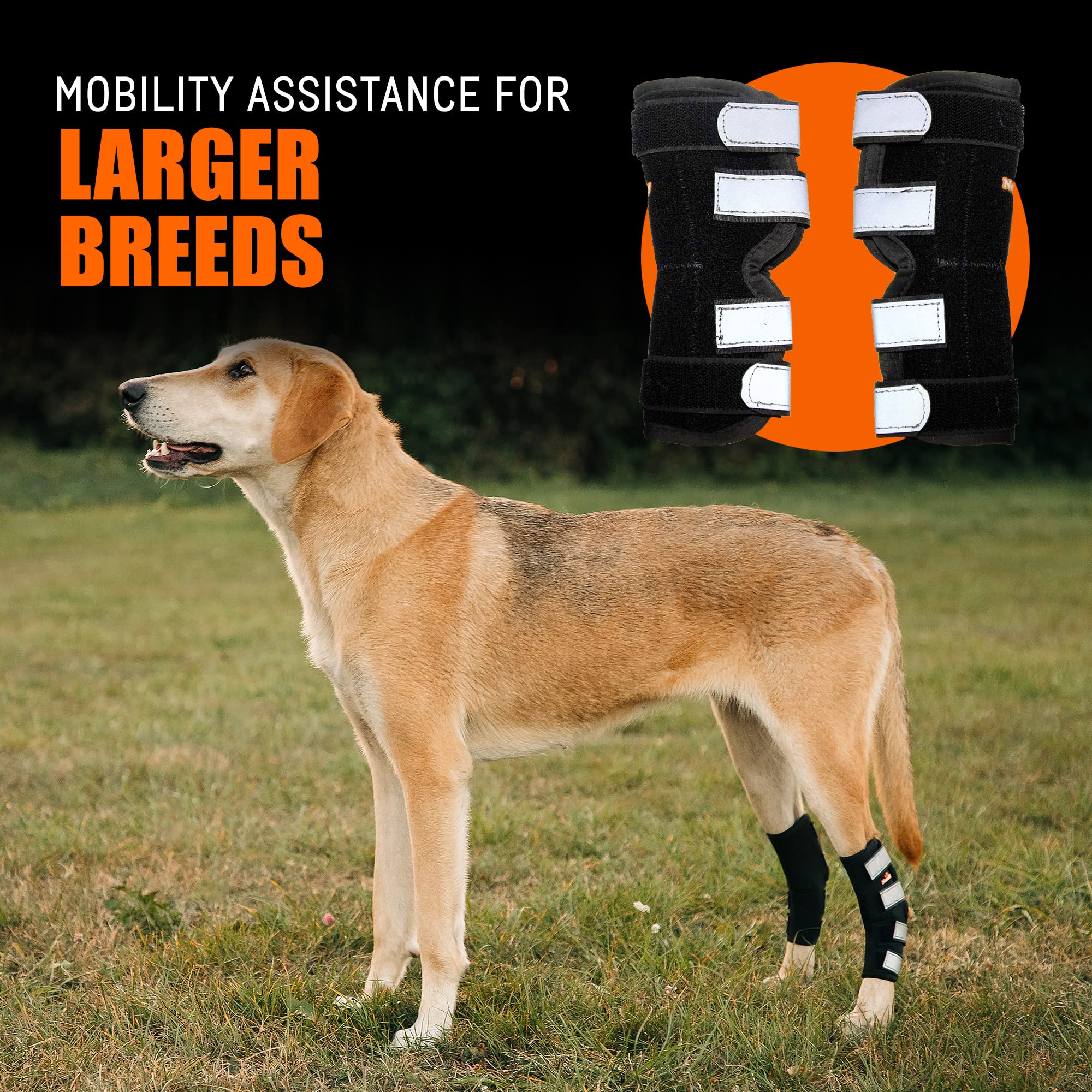 Buy NeoAlly Dog Braces for Back Legs Super Supportive with Dual Metal Spring Inserts to