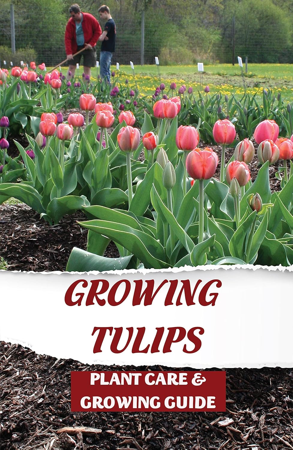 Growing Tulips Plant Care & Growing Guide Tulip Growing