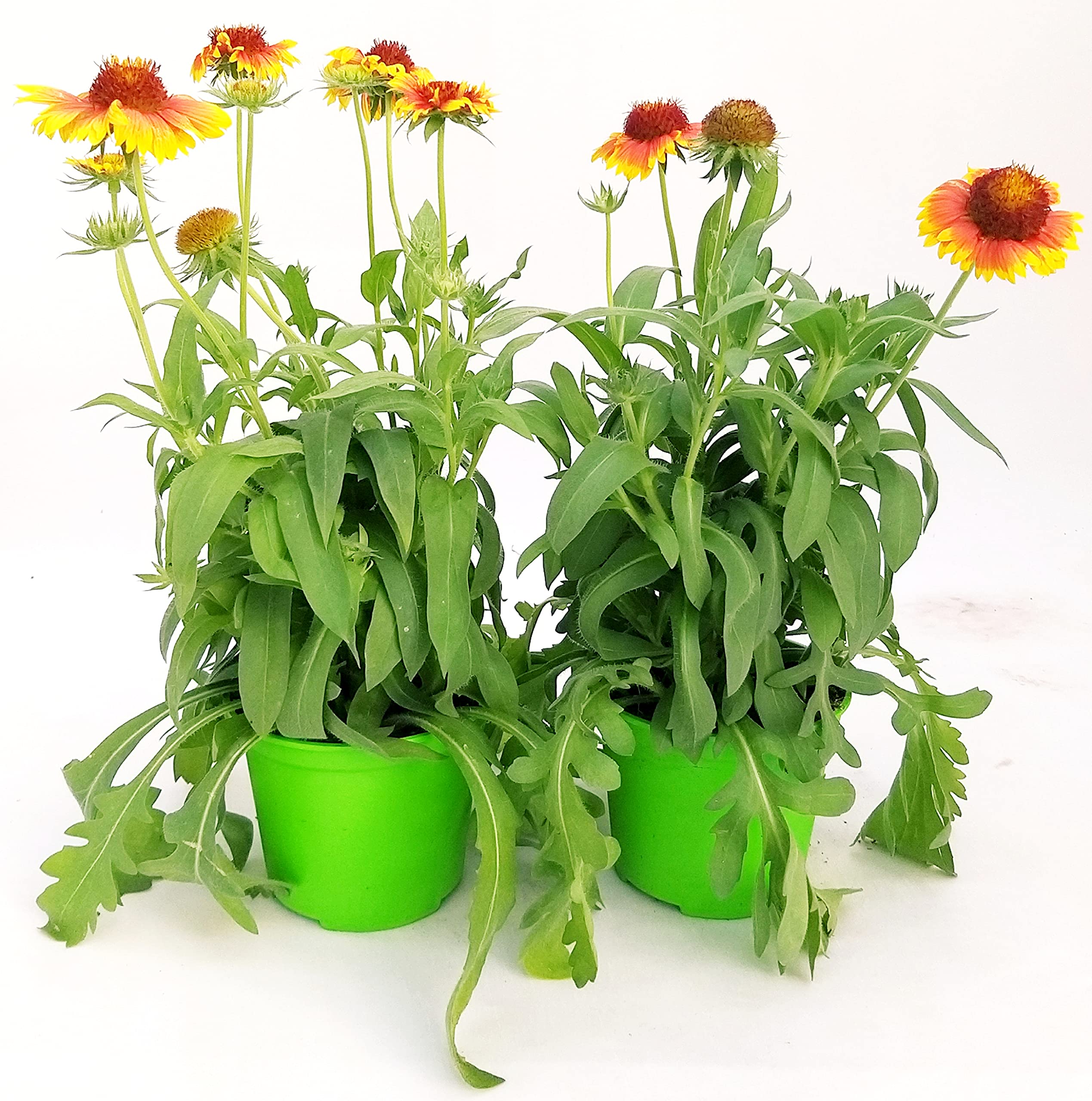 POWERS TO FLOWERS - GAILLARDIA, 2 PIANTE, Vaso 14cm, piante vere