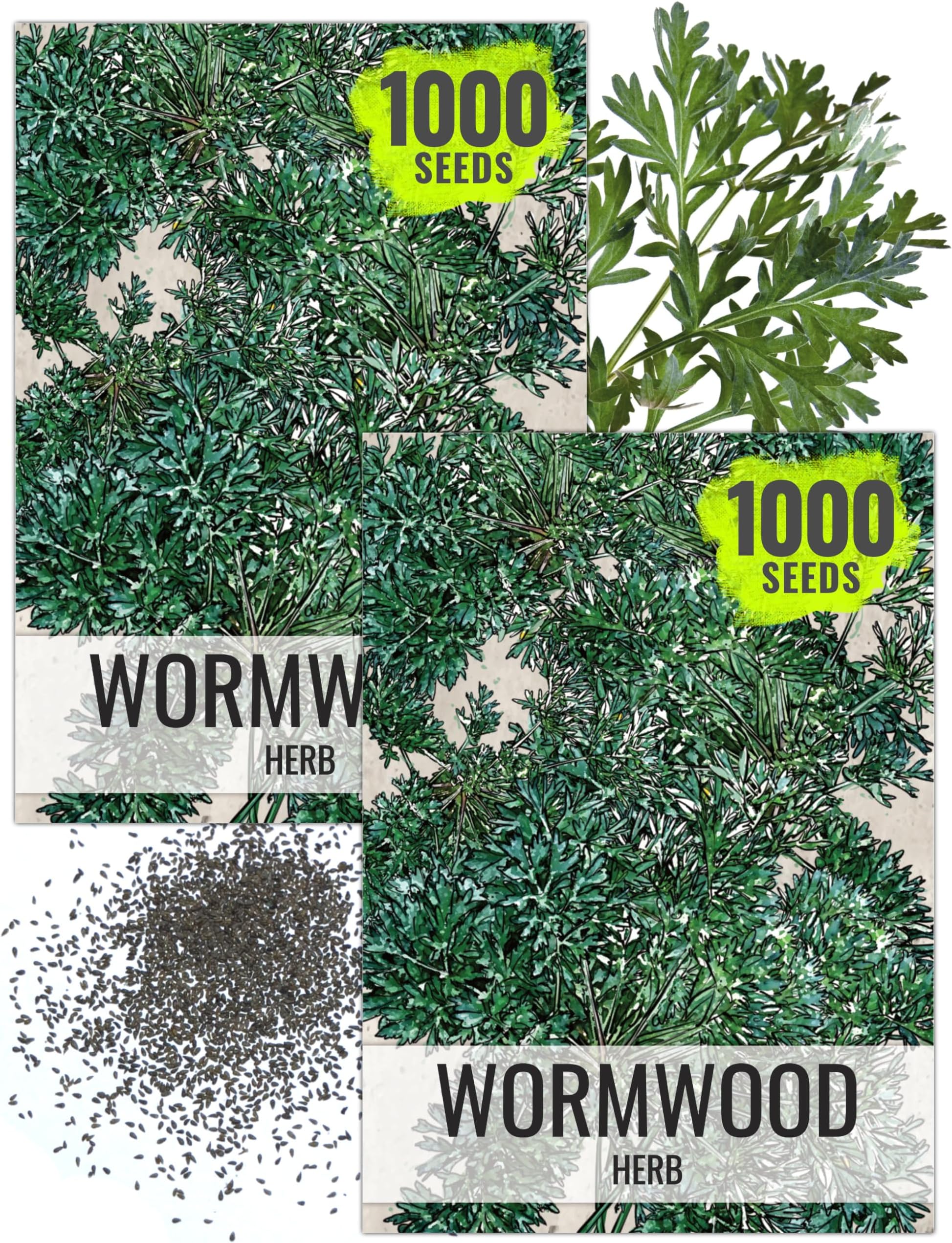 Seed Needs Wormwood Seeds for Planting - Non-GMO, Heirloom & Untreated Perennial Herb - Medicinal Herbs for Digestion & Gut Health (2 Packs)