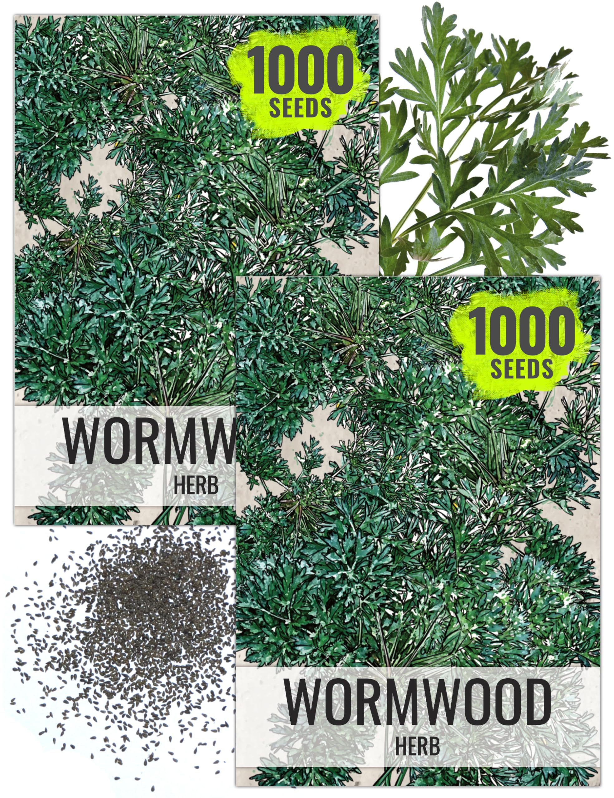 Seed Needs Wormwood Seeds for Planting - Non-GMO, Heirloom & Untreated Perennial Herb - Medicinal Herbs for Digestion & Gut Health (2 Packs)