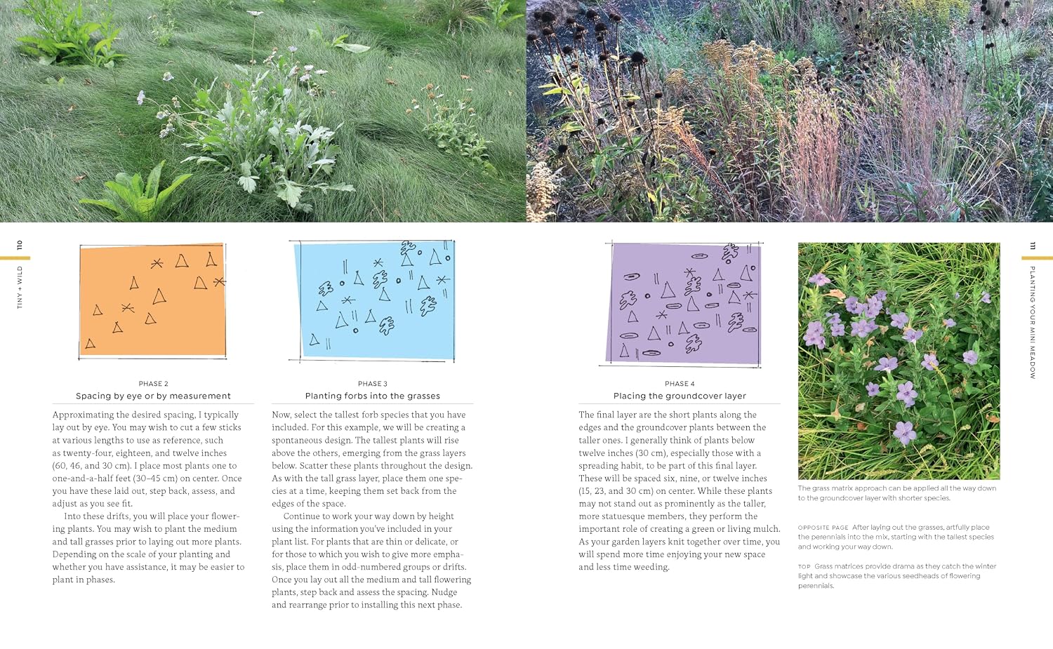 Tiny and Wild: Build a Small-Scale Meadow Anywhere