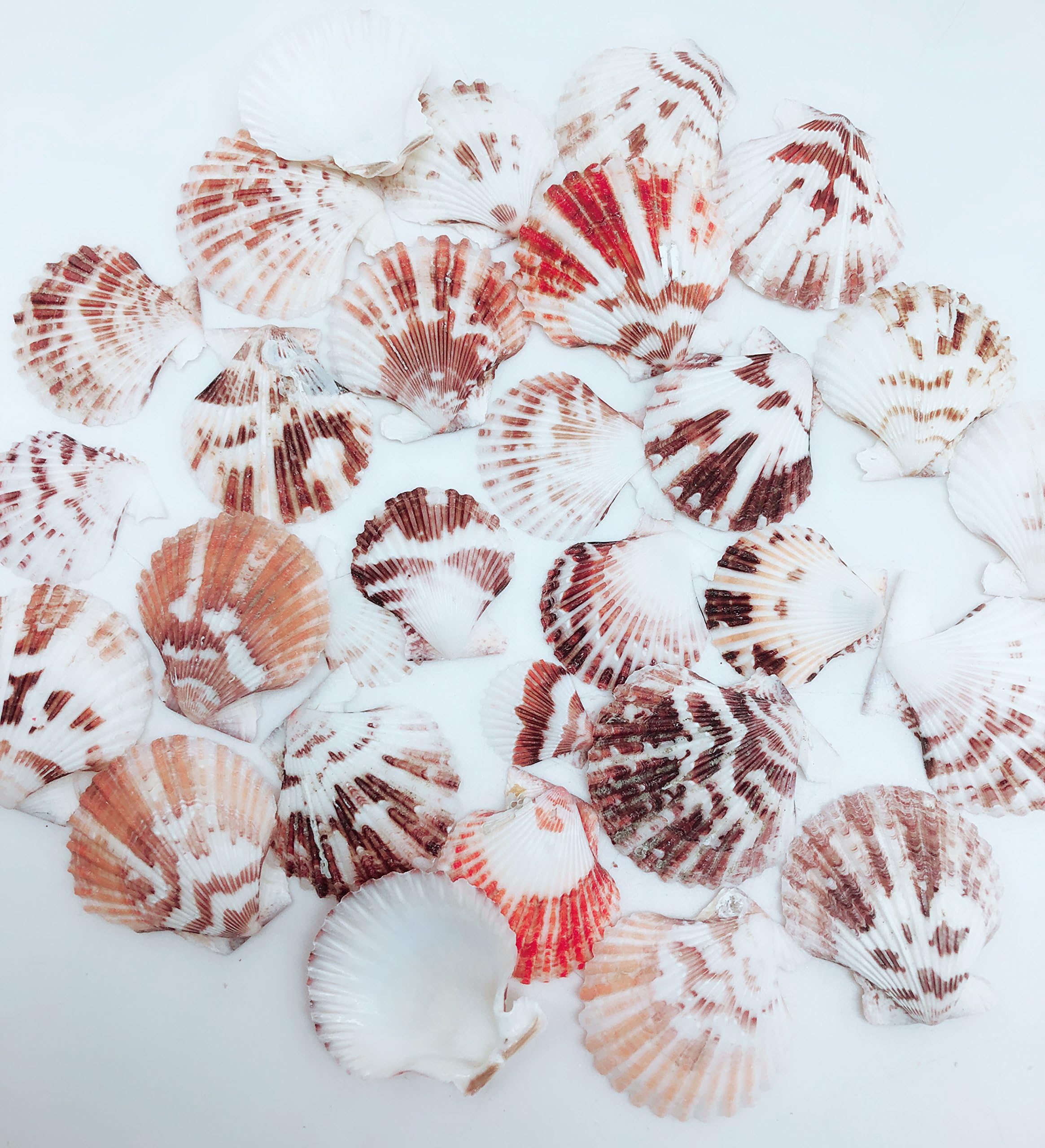 PEPPERLONELY Baby Flat Scallop Sea Shells, 5 OZ Apprx.1 Inch ~ 2 Inch