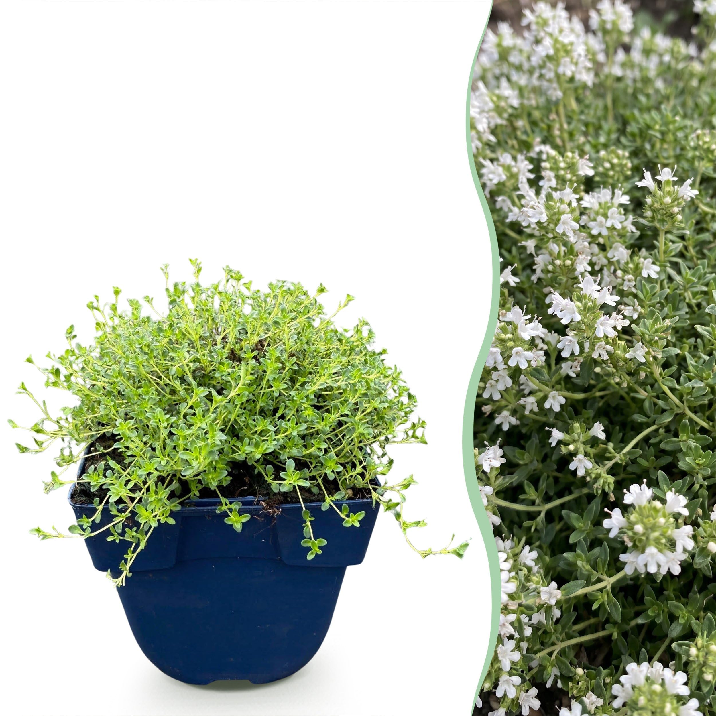 Thymus praecox Albiflorus - Tomillo rastrero blanco - Aromático - Blanco - 24 plantas - 15-25cm - Ø11cm - Planta de jardín