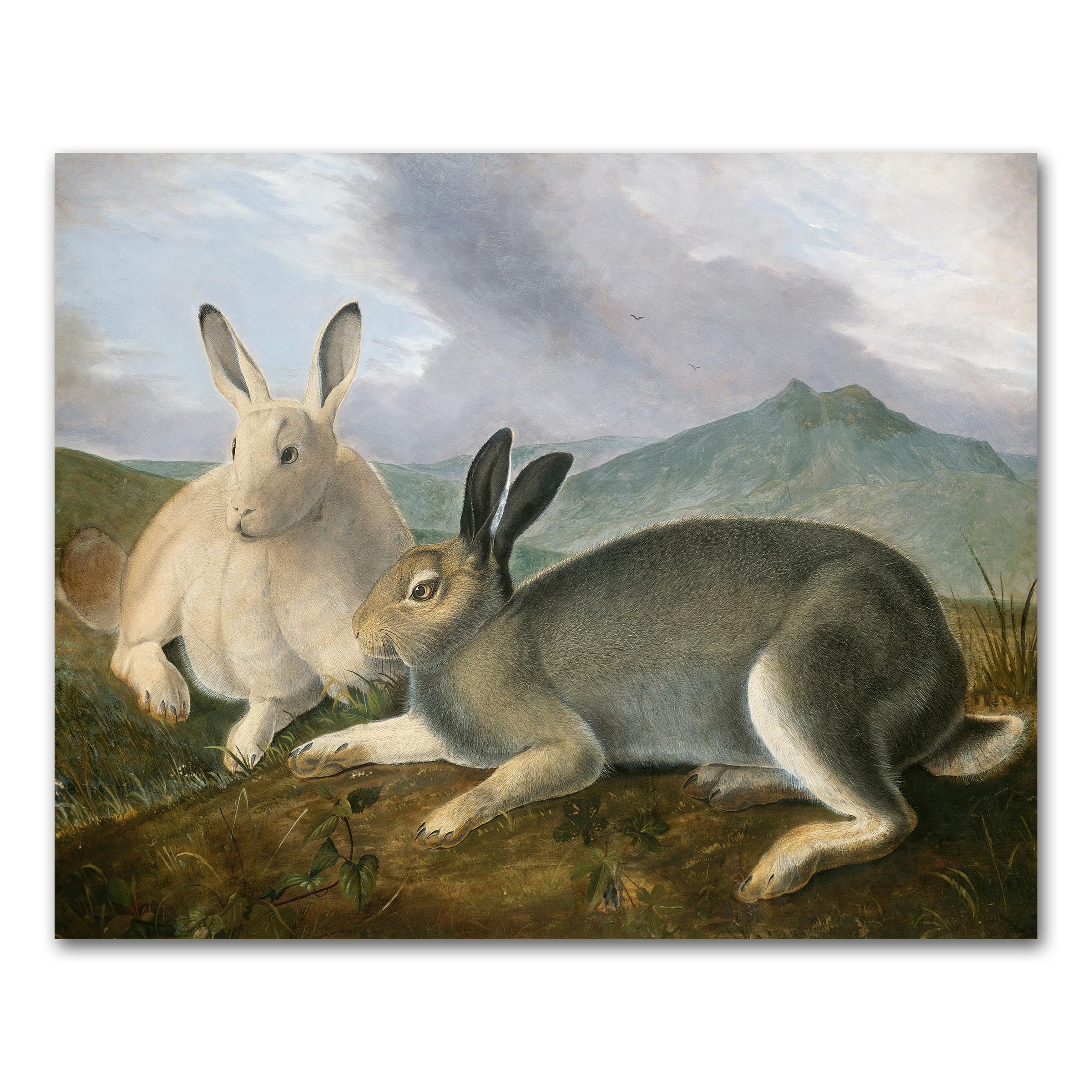 CLOUD NINE PRINTS | Arctic Hare Art, John James Audubon Print - Country Rabbit Wall Art, Vintage Mountain Decor, Rustic Animal Landscape Art (Unframed