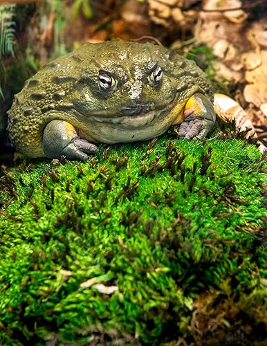 Miniatura 6 de Galápagos (05234) Musgo de almohada, grumos de musgo real, natural, 4 cuartos de galón, verde