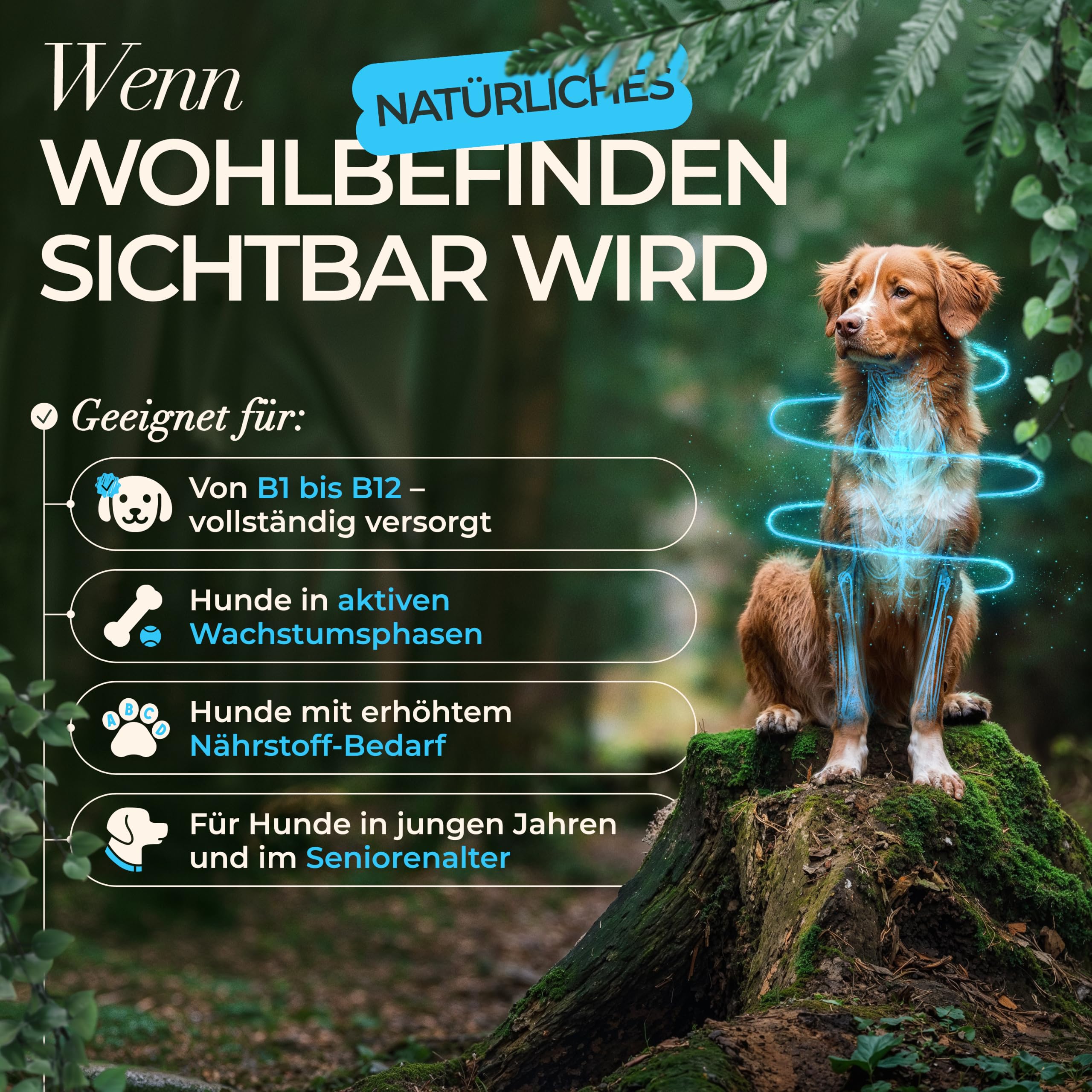 Komplett-Set Hund Tropfen – 3X 100 ml flüssiges Nahrungsergänzungsmittel Hund mit Vitamin B Komplex, Gelenk Komplex (Kollagen, Hyaluronsäure & MSM) & Multivitamin, Made in Germany