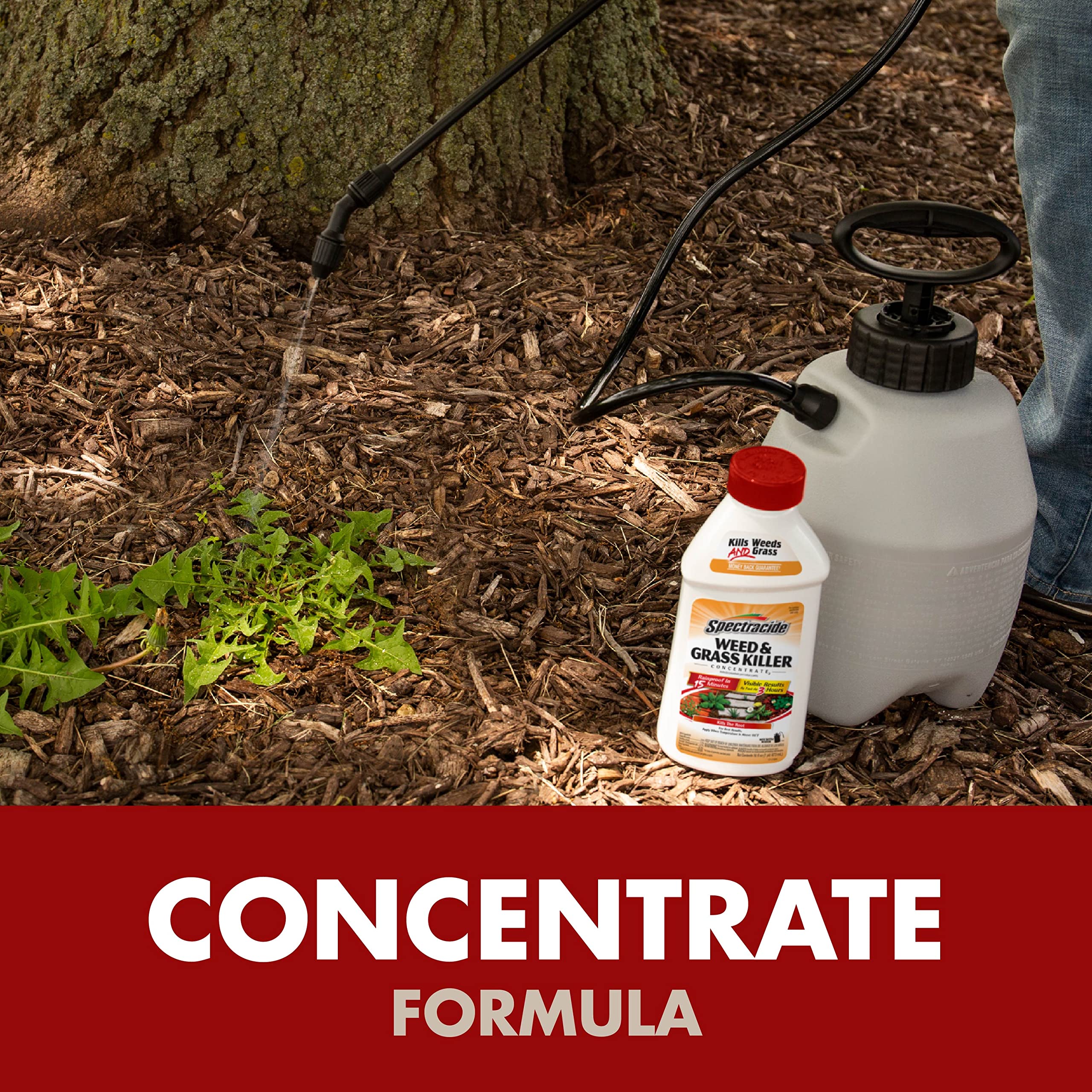 Spectracide Concentrated Insecticide Spray 16 Oz Clear Amazon.com: