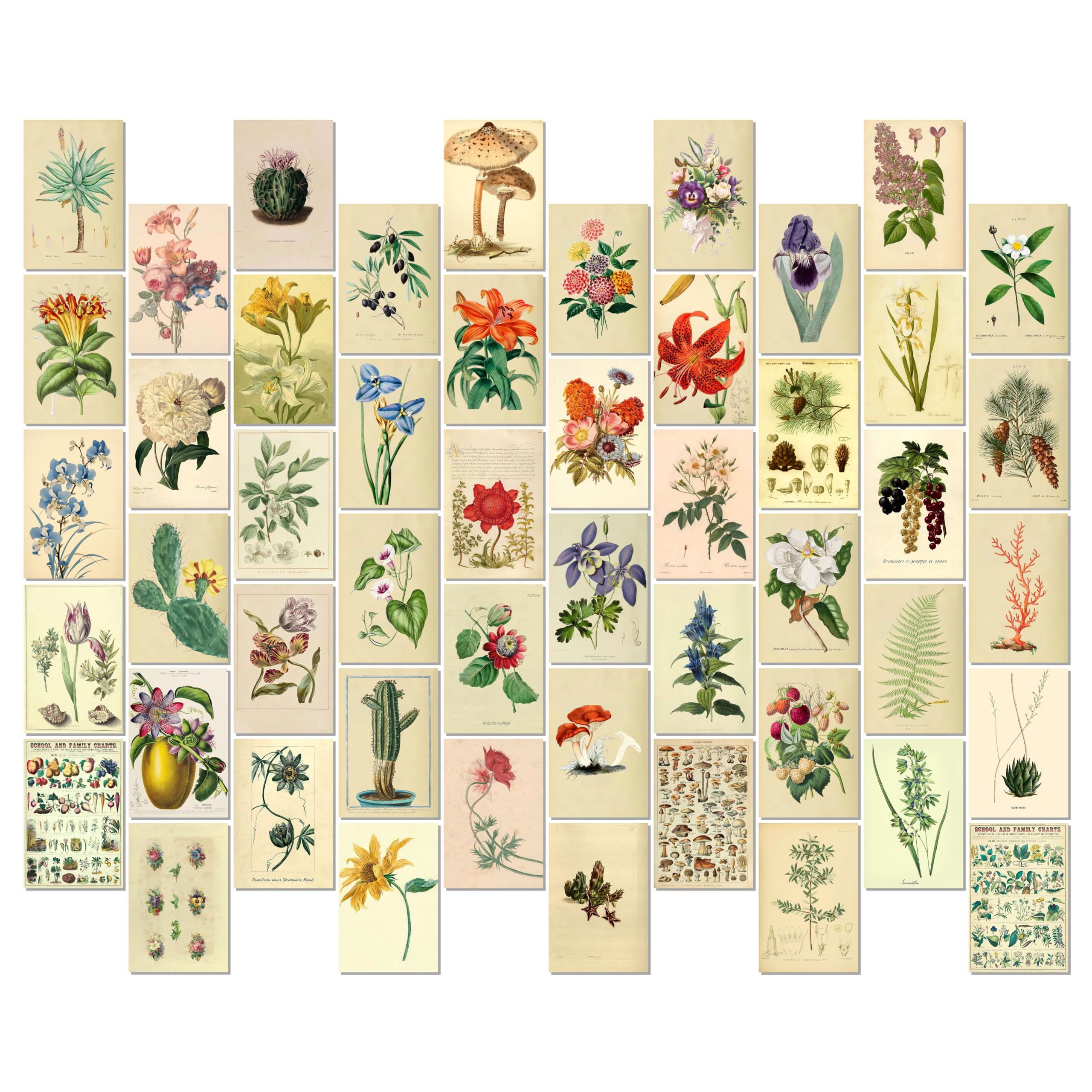 Vintage Botanical Wall Collage Kit 50 PCS Nature Plant Posters, Antique Floral Gallery Wall Art Prints, Botanical Illustration Decor for Bedroom Dorm Living Room Aesthetic Decoration (JLL_A_Poster)-image-25
