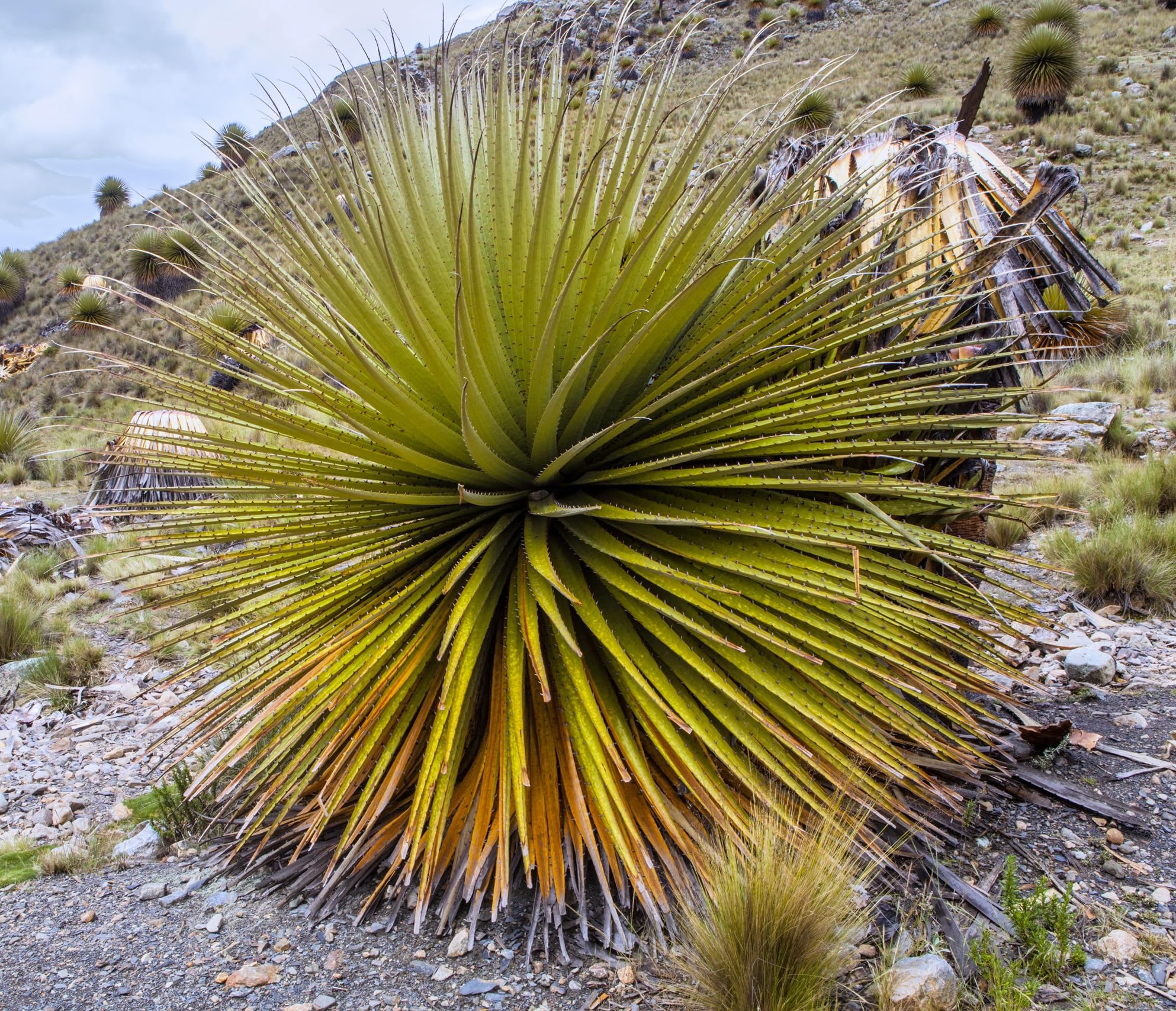 Amazon.com : 10 Queen of The Andes Puya Plant Seeds - Puya raimondii :  Patio, Lawn & Garden