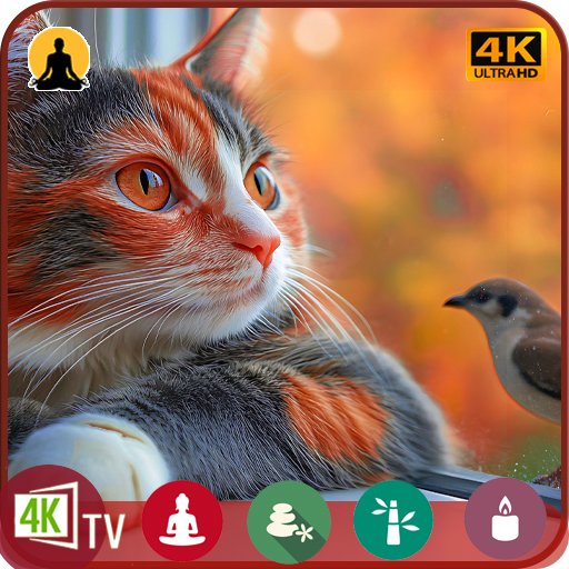 Cat TV: Pájaros y ardillas adorables: un programa de naturaleza para gatos