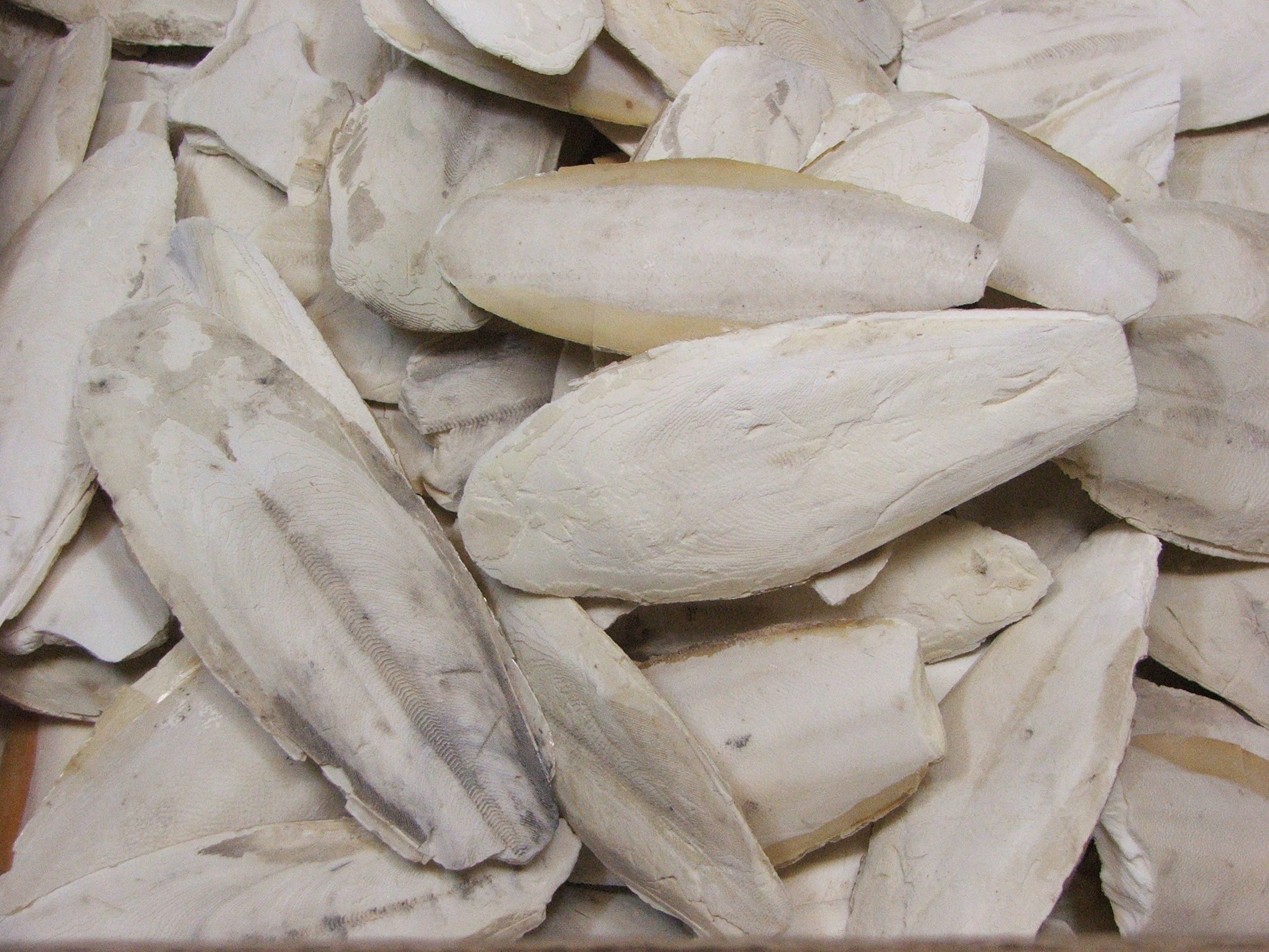 Lasama Sepia-Schalen Bruch 900 g