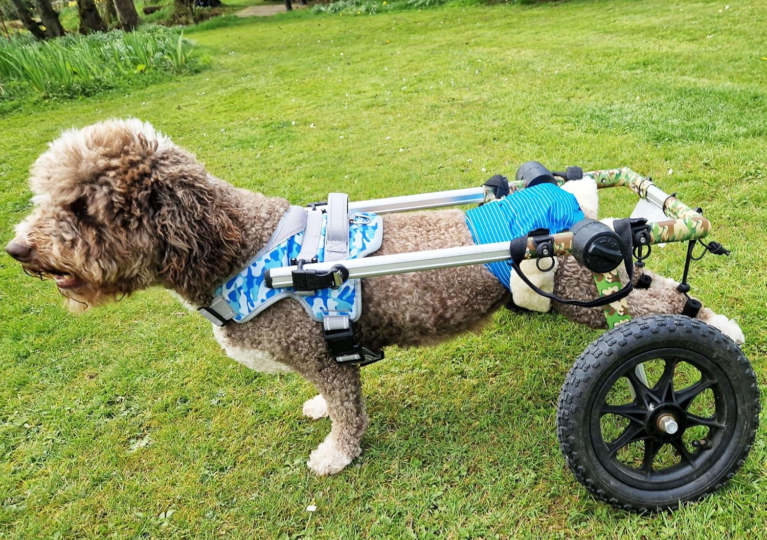 Blue Stripes Dog Diaper, XS, Without Tail Hole - Made in USA