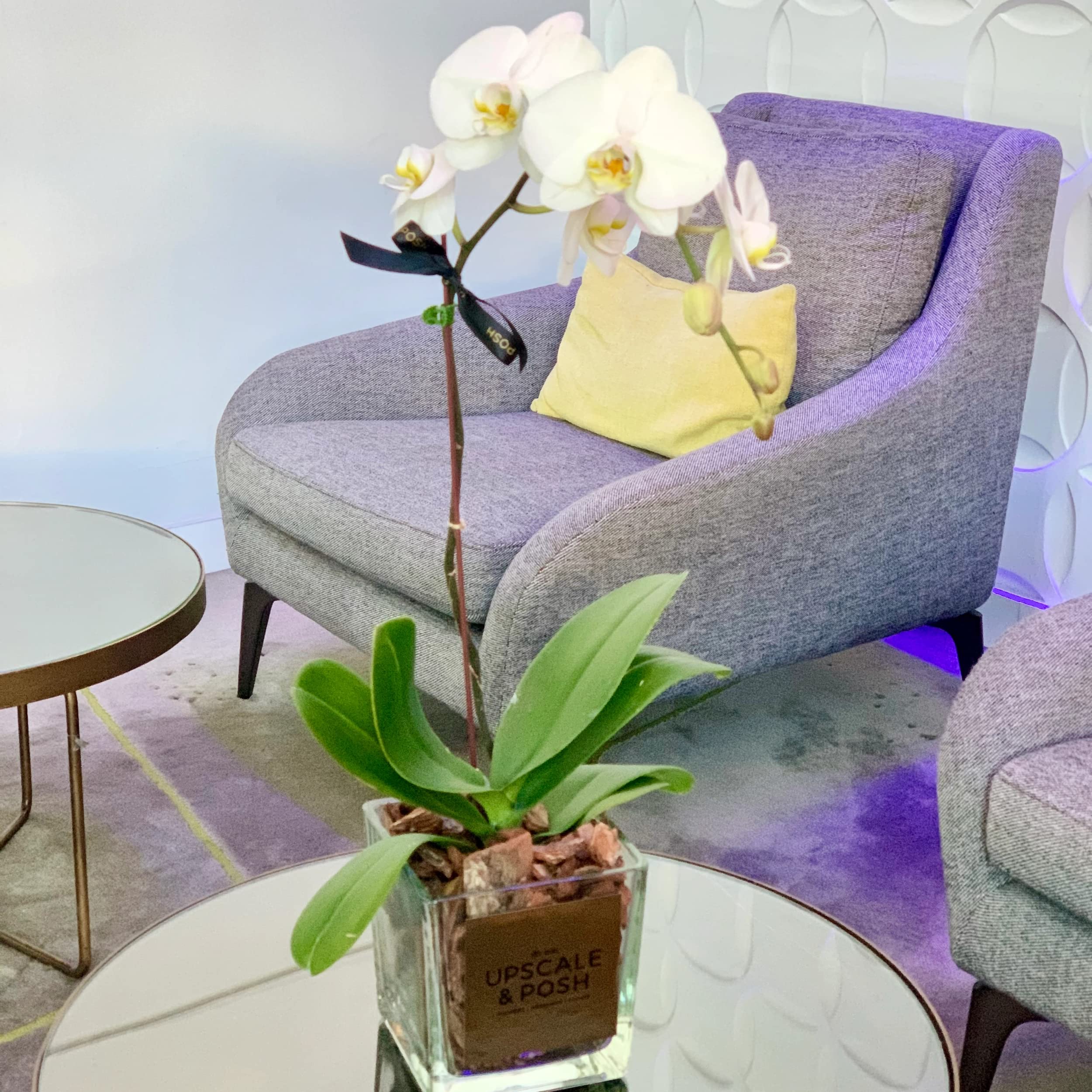 White Phalaenopsis Orchid Single Stem - Real Fresh Plant Fresh Flower Bouquet Delivery Dubai