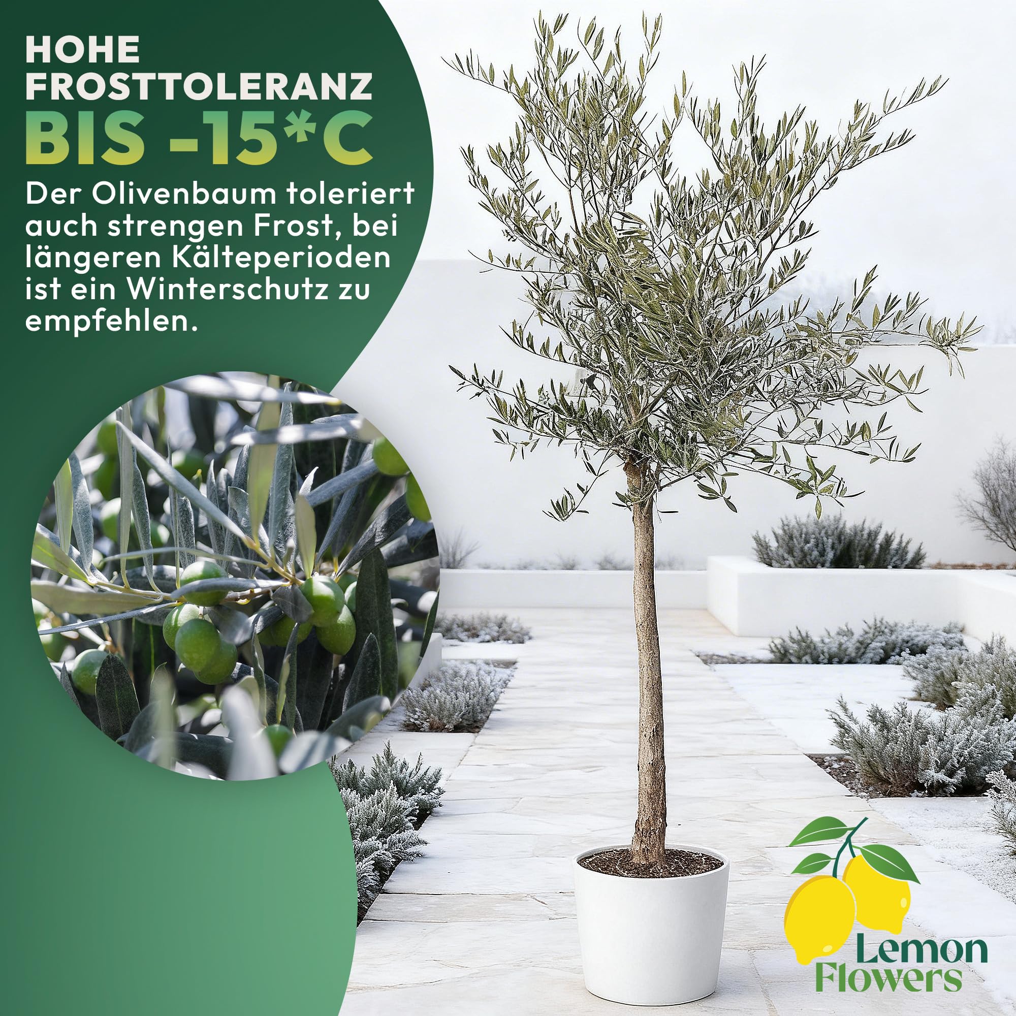Olivenbaum Winterhart bis -15º - Olivenbaum echt XXL 180 cm - Olea Europaea - Oliven Baum mit Stammumfang 12cm-14 cm - Winterharte Kübelpflanzen Olive Tree