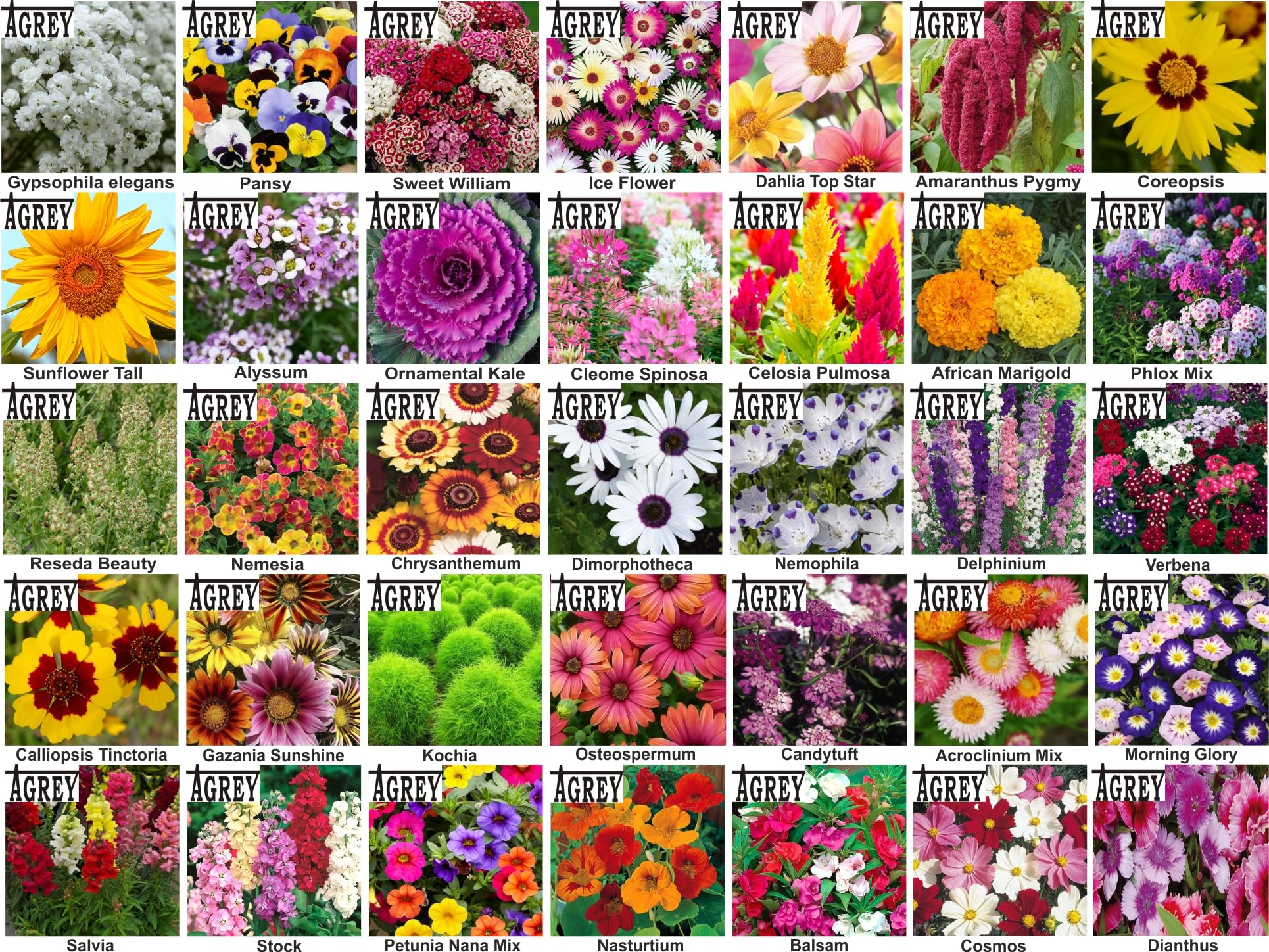 Agrey combo of 35 variety flower seeds with manual. (B0CSWDK69X) Amazon Price History, Amazon Price Tracker