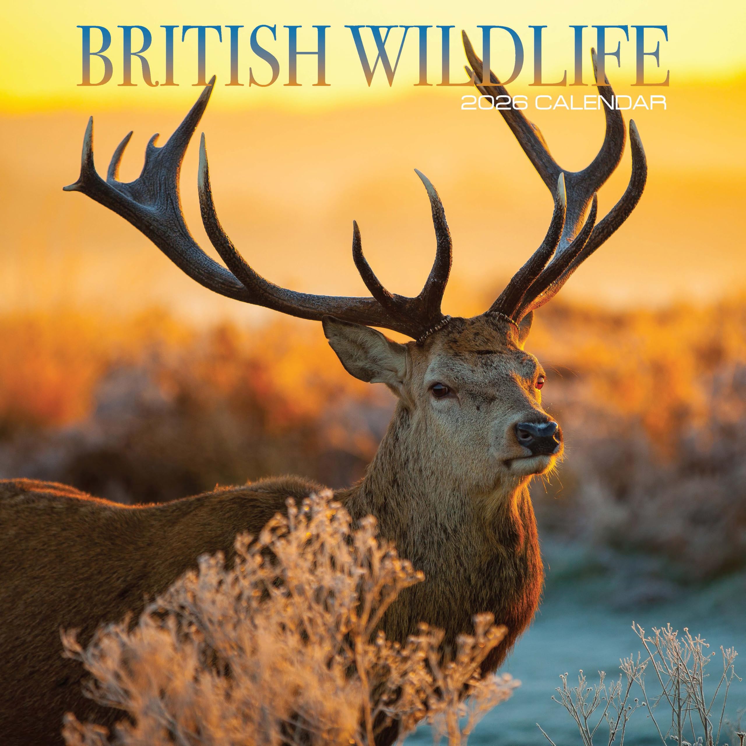 British Wildlife 2026 Calendar