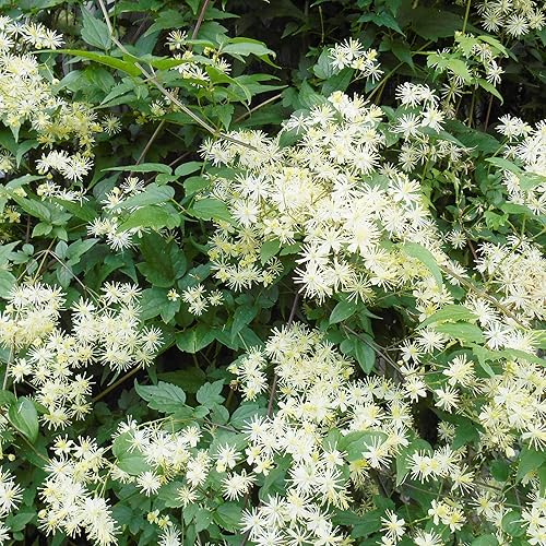 Miniatura 2 de Clematis Virginiana Seeds Virgin's Bower Clematis Vid caducifolia perenne atrae abejas resistentes a los ciervos Fragante Estanque corriente