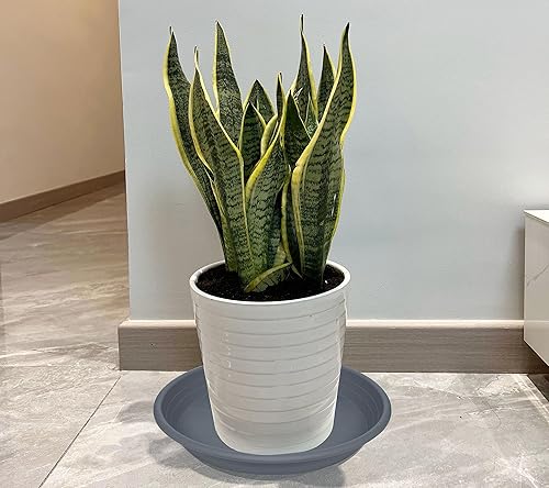 Miniatura 9 de 4 paquetes de bandejas de plástico para macetas de 6, 8, 10, 12, 14, 16, 19, 20 pulgadas, platillos de plástico para macetas y bandejas de goteo