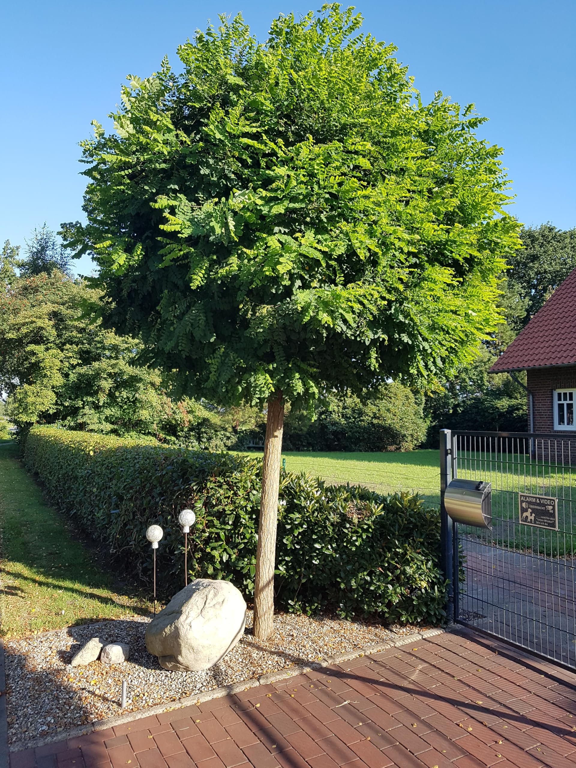 Kugel Akazie Robinie Robinia Umbraculifera
