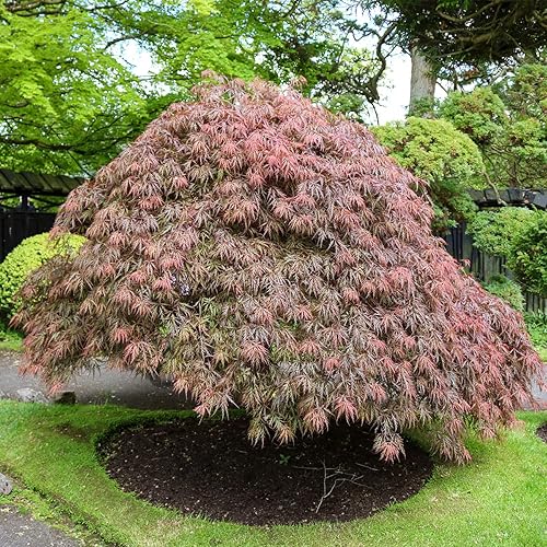 Miniatura 5 de Perfect Plants Orangeola Árbol de arce japonés de 3 a 4 pies de alto - Precioso follaje exquisito y tamaño compacto - Añade elegancia a tu jardín