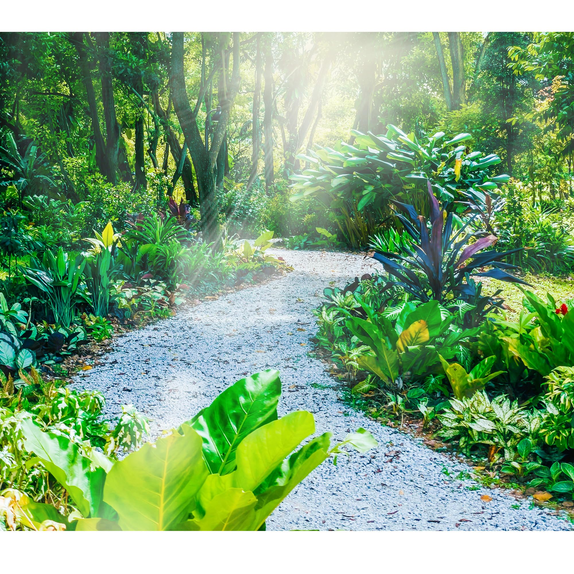 Grava blanca de 45 libras de 1/4 pulgadas para suculentas, bonsái de cactus, terrario de bricolaje, jardinería de hadas, aderezo superior, acuario