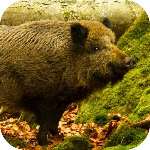 Wild Boar Sound