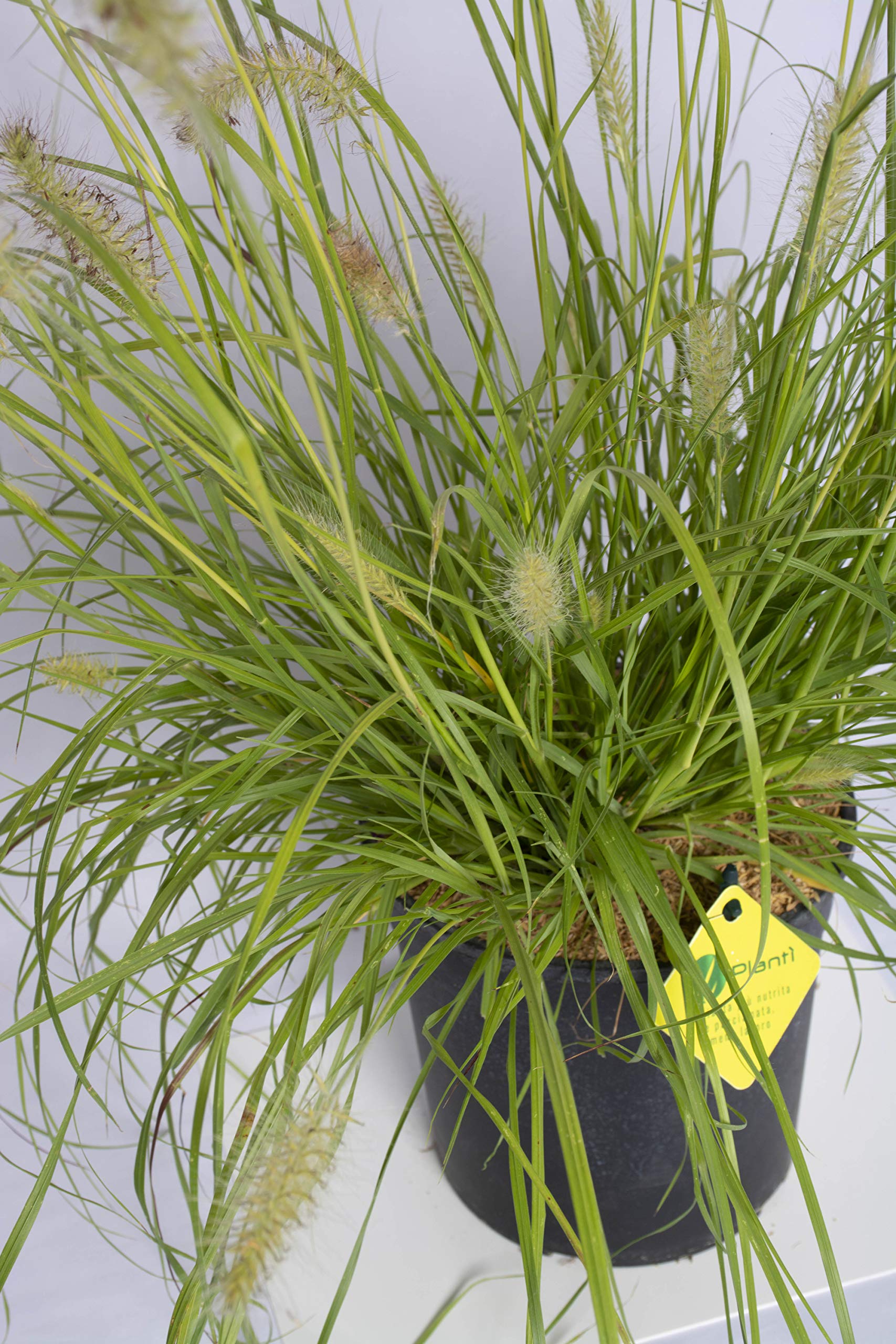 PENNISETUM Piante da siepe sempreverde, Pianta da esterno longeva e versatile con forma a fontana, Diametro vaso 19 cm (Pennisetum Hameln Yellow)