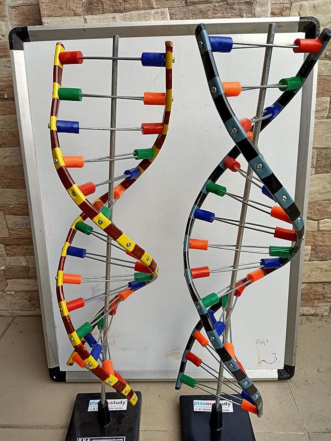 Buy Planmystudy Dna And Rna Model For Laboratory Online At Low Prices In India Amazon In