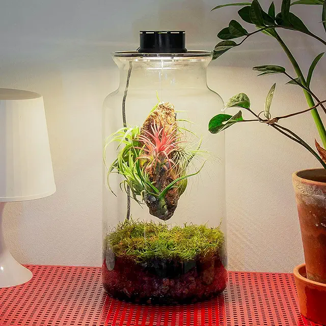 Flessenguin Ether Glass Terrarium with LED Grow Light & Air Plants