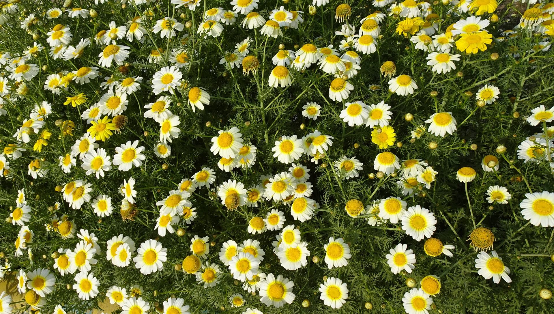 Chrysanthemum coronarium Flower Seeds Hardy Annual Primrose Gem Non-GMO Unique Culinary Wild Flowers 100g