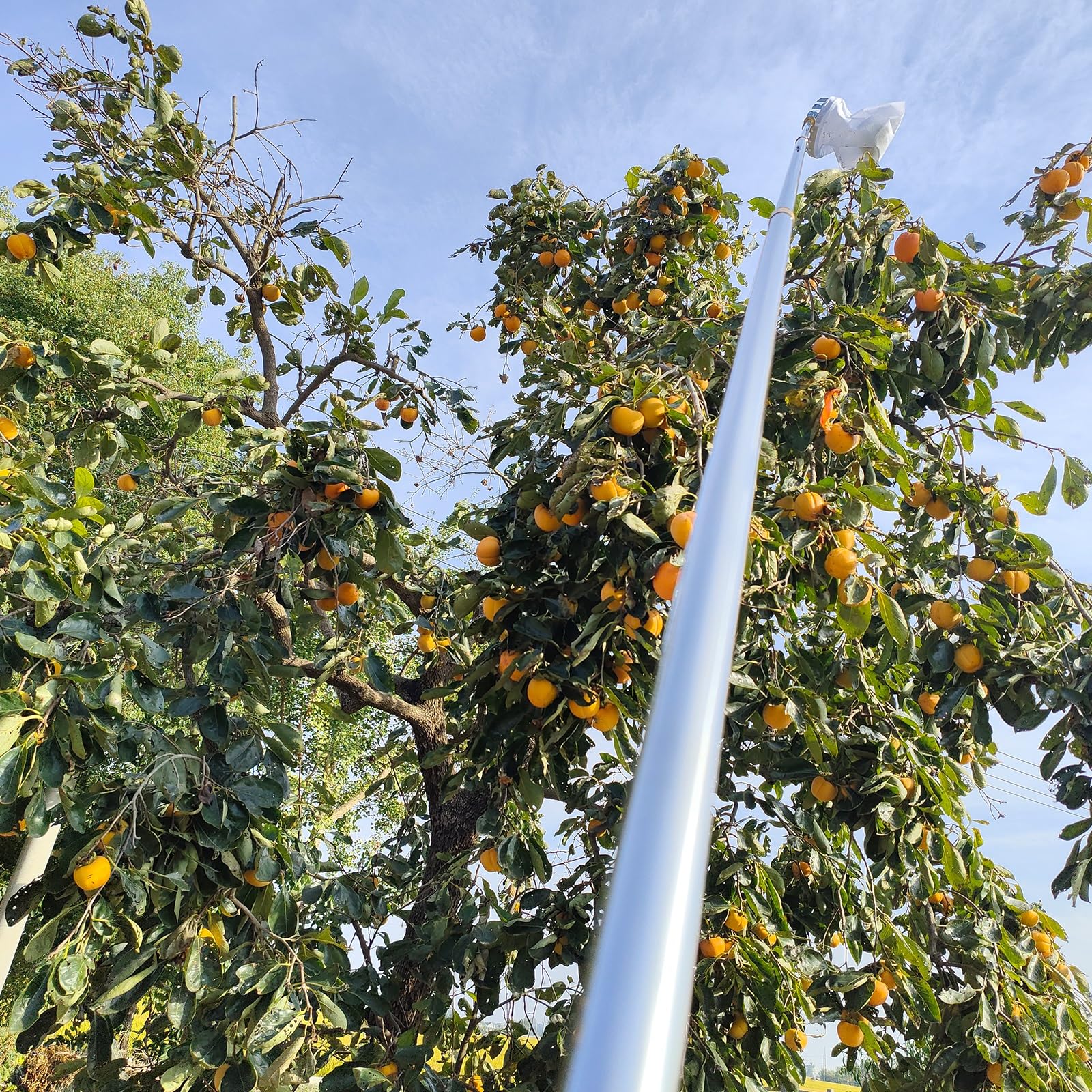 Recogedor de Frutas con Palo Telescopico 2-7M Recoge Frutas de Árboles, Recoge Frutas Telescopico con Palo Telescopico para Manzanas, Naranjas, Peras (Size : 7m(22.9ft))