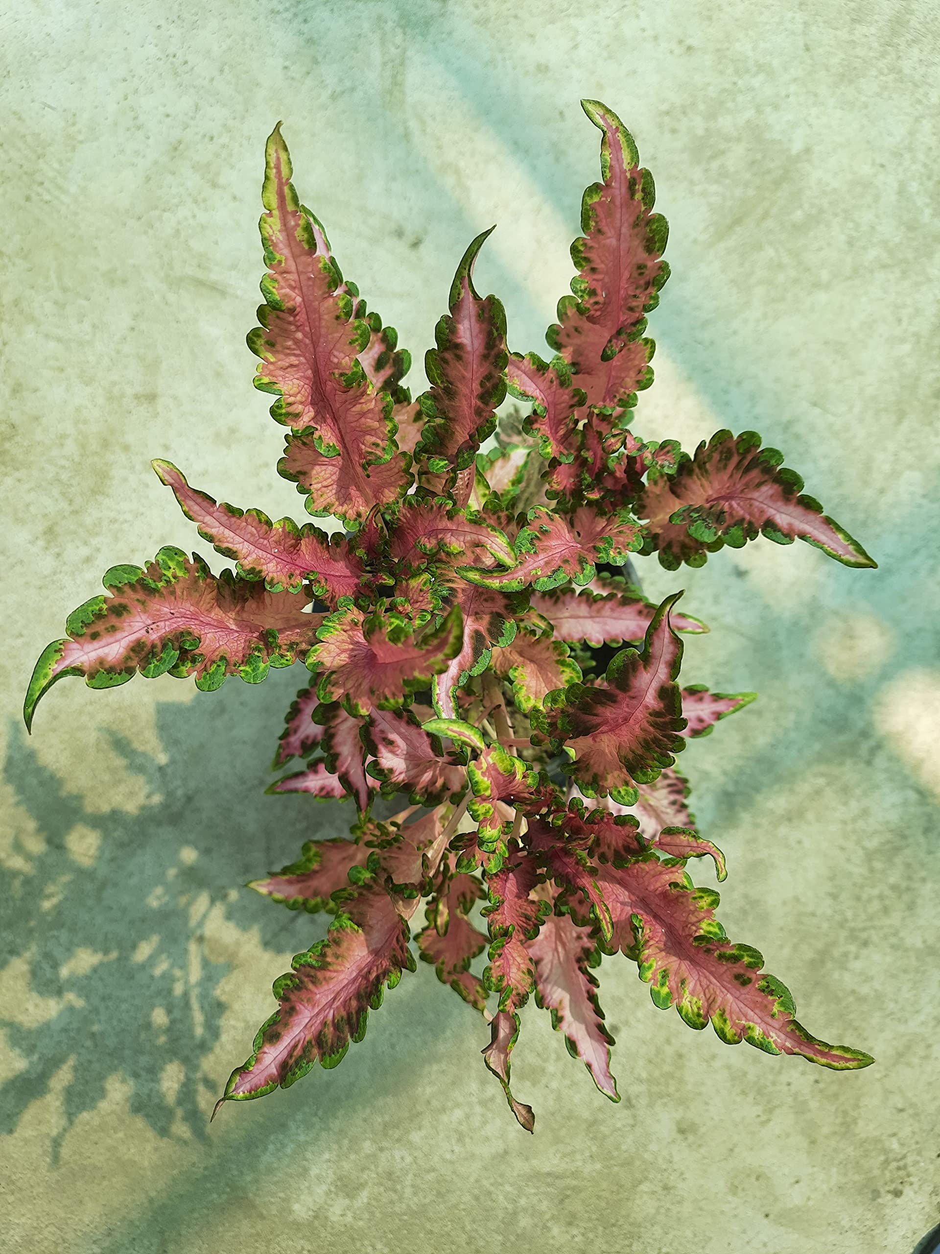greEen Earth Live Coleus Plant (Pink with Green Border) (B09W1MK8YX) Amazon Price History, Amazon Price Tracker