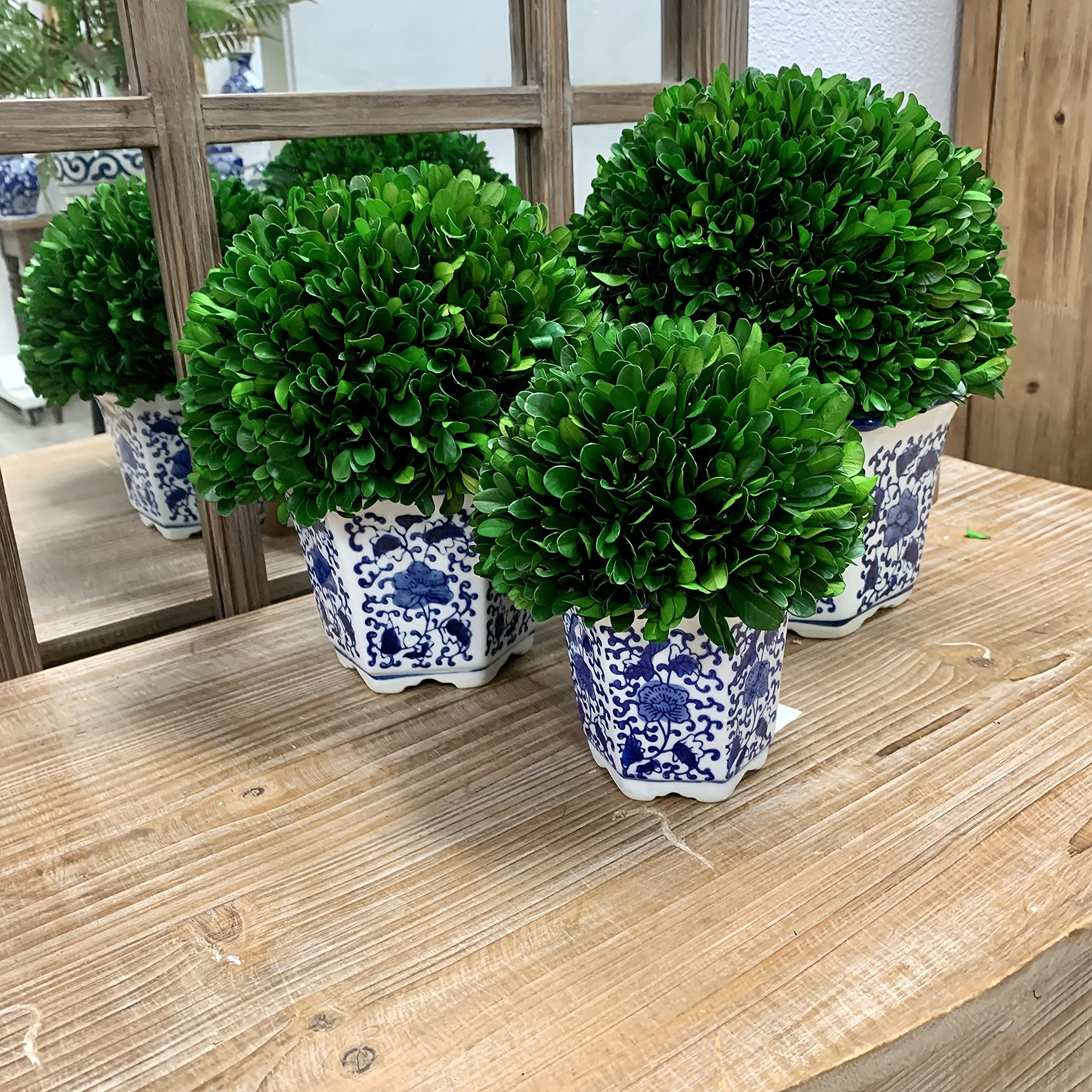 Galt International Zakonserwowany naturalny bukszpan w doniczce ceramicznej - ozdoba na rośliny i stół, oszałamiająca zieleń i dekoracja roślin do domu, niebieski i biały