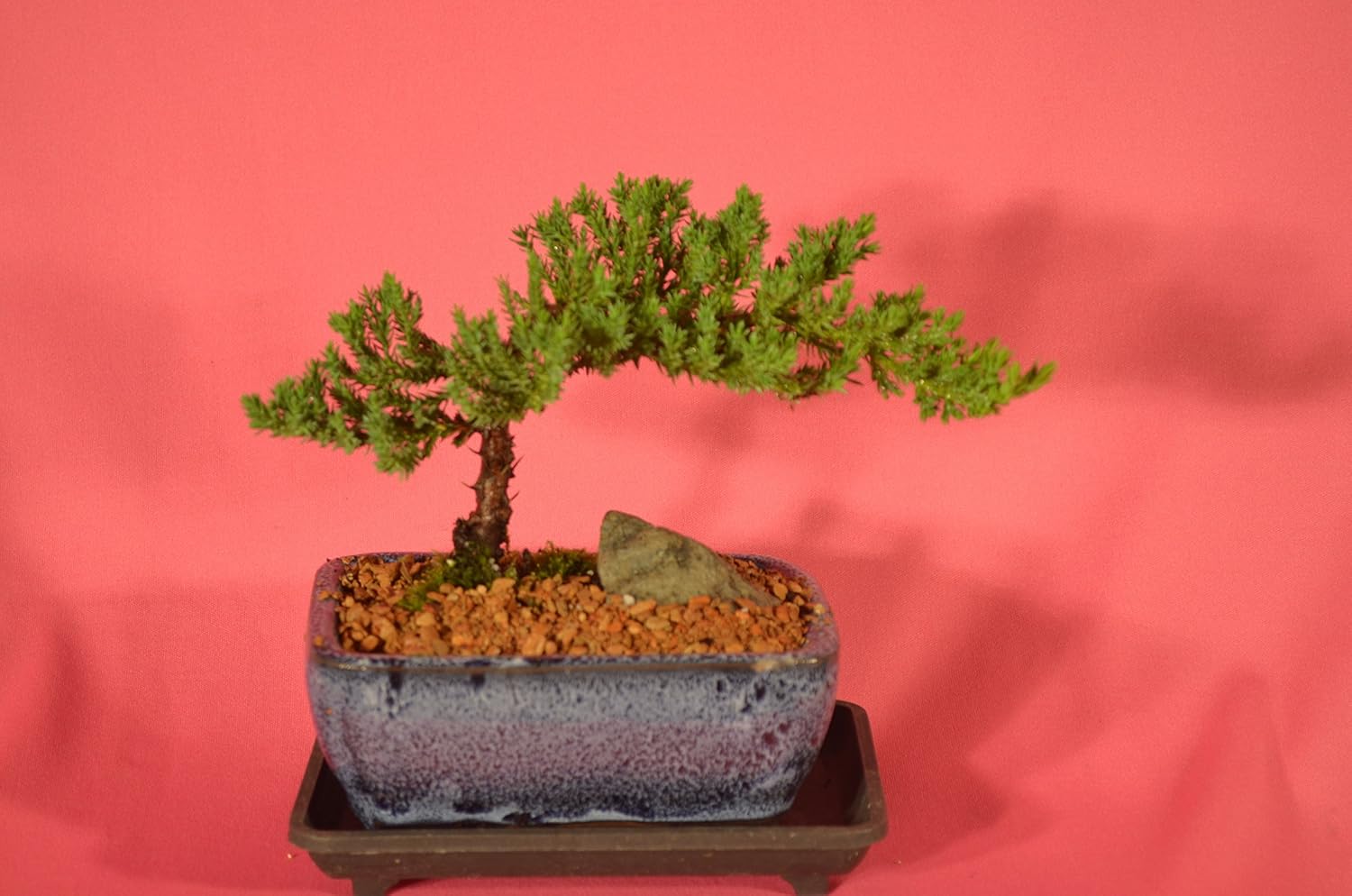 Traditional Bonsai, Japanese juniper 3 years old, Windswept style