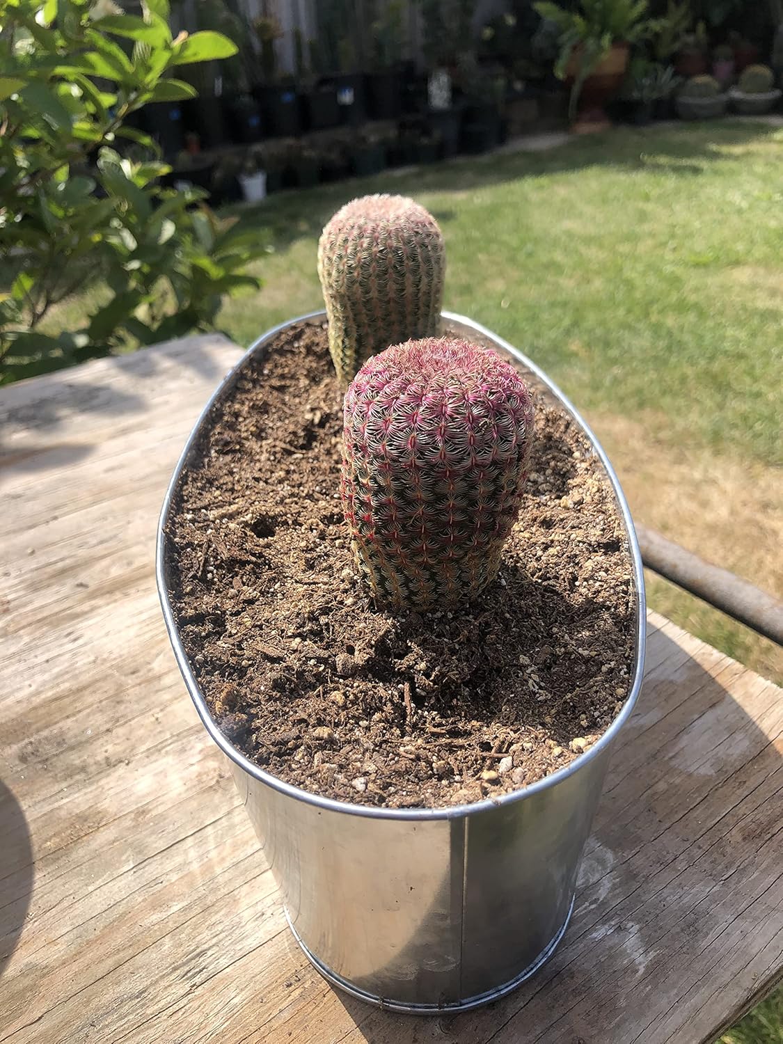 Hedgehog Rainbow Cactus