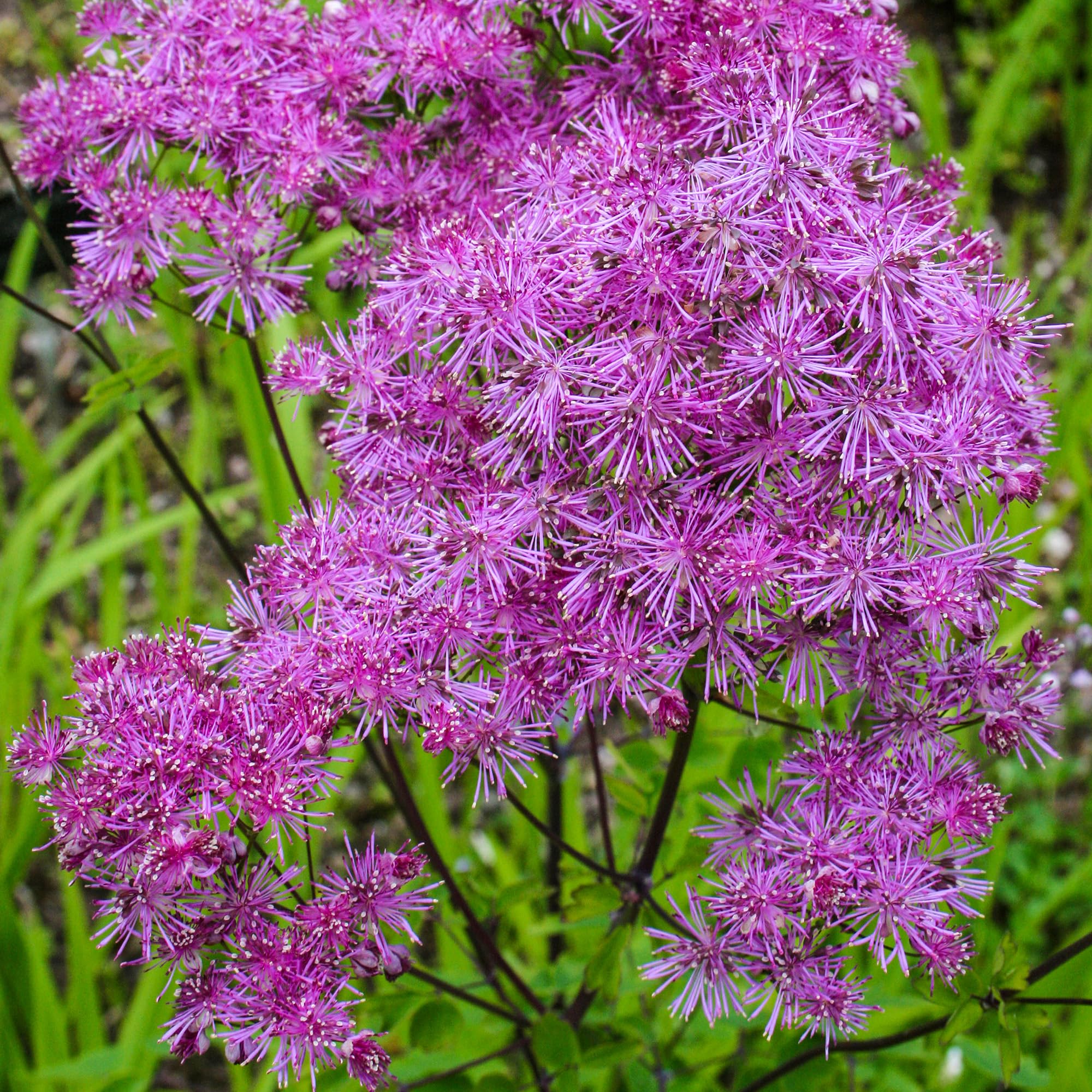 Thalictrum Black Stockings - Meadow Rue Plant - Hardy Perennial Plants Garden Ready - Shade Loving Plants Outdoor - Garden Ready Plants - Drought Tolerant (9cm Pot, 10-20cm)