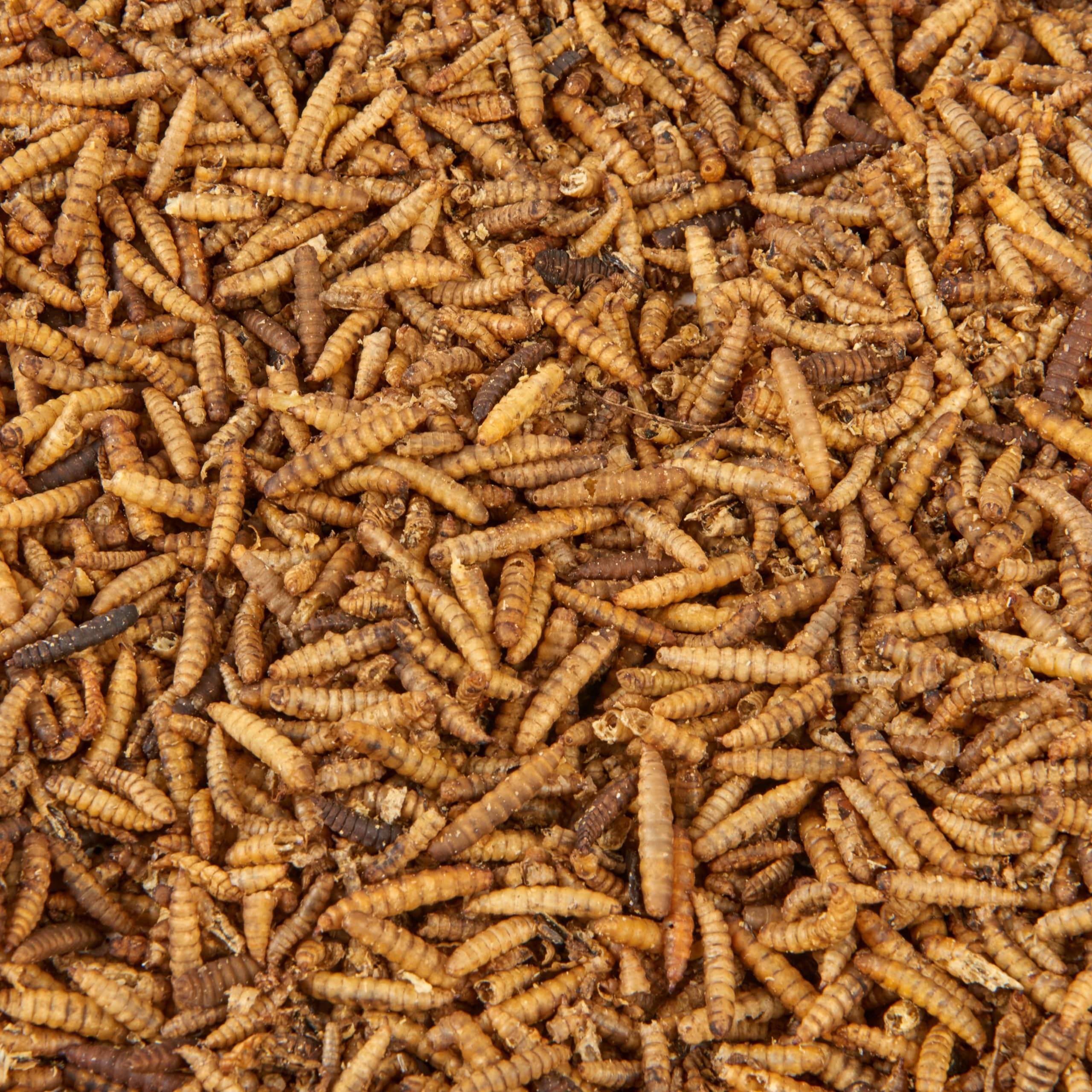 Premium Dried Calciworms, 5L Bag