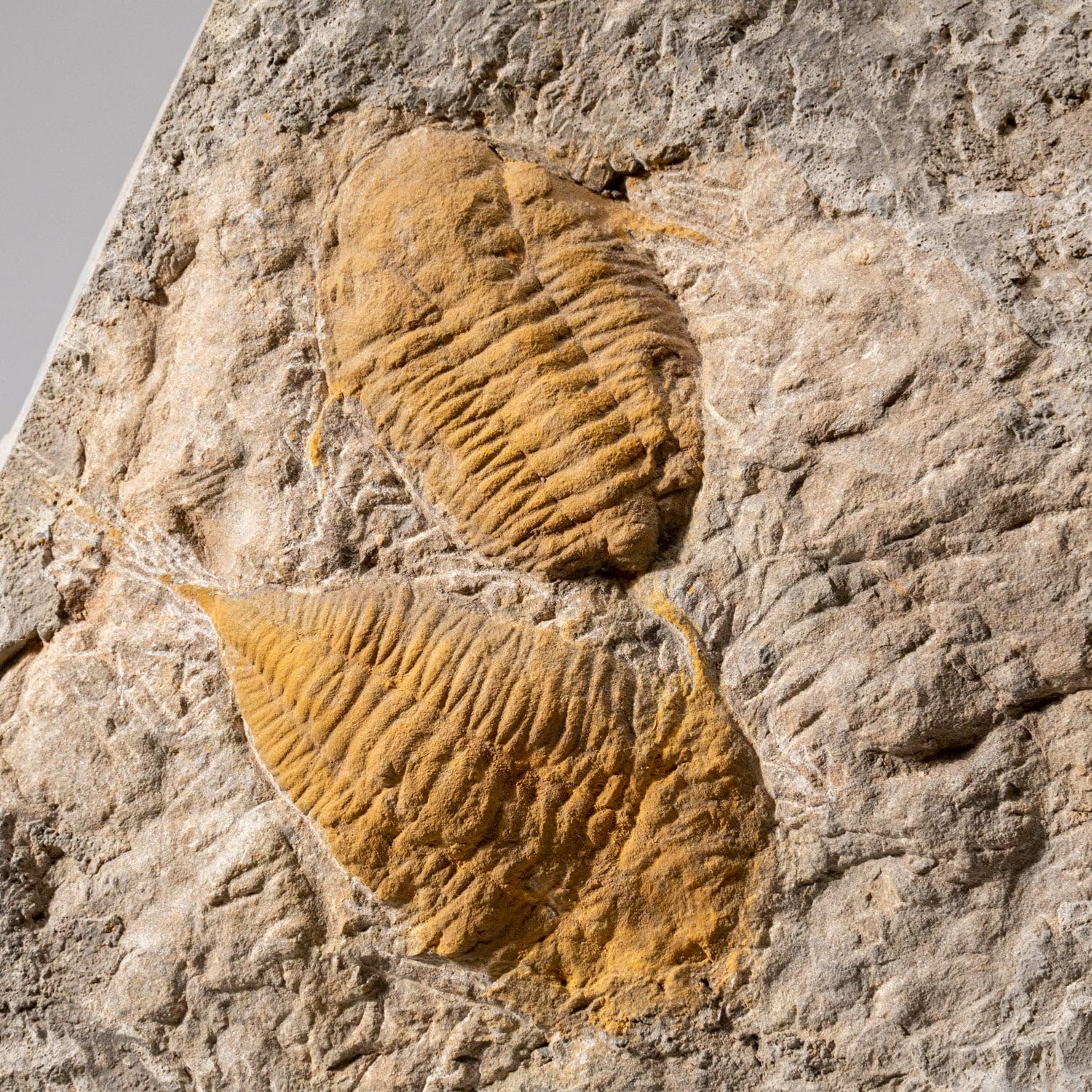 Genuine Cluster Trilobite (Ptychopariida) Fossil on Matrix